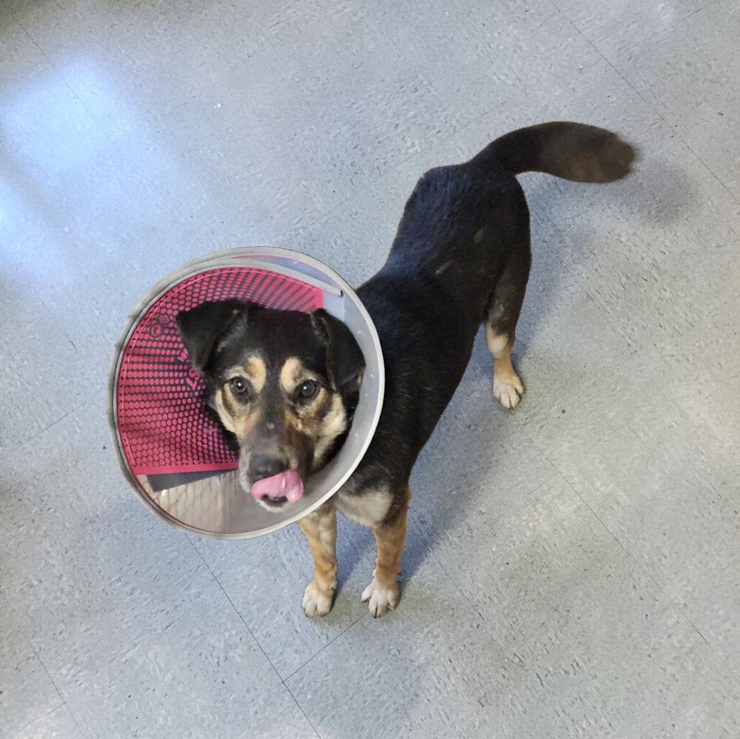 Enlarge Archer, a Adopted mixed breed in Watertown, SD image 4/5