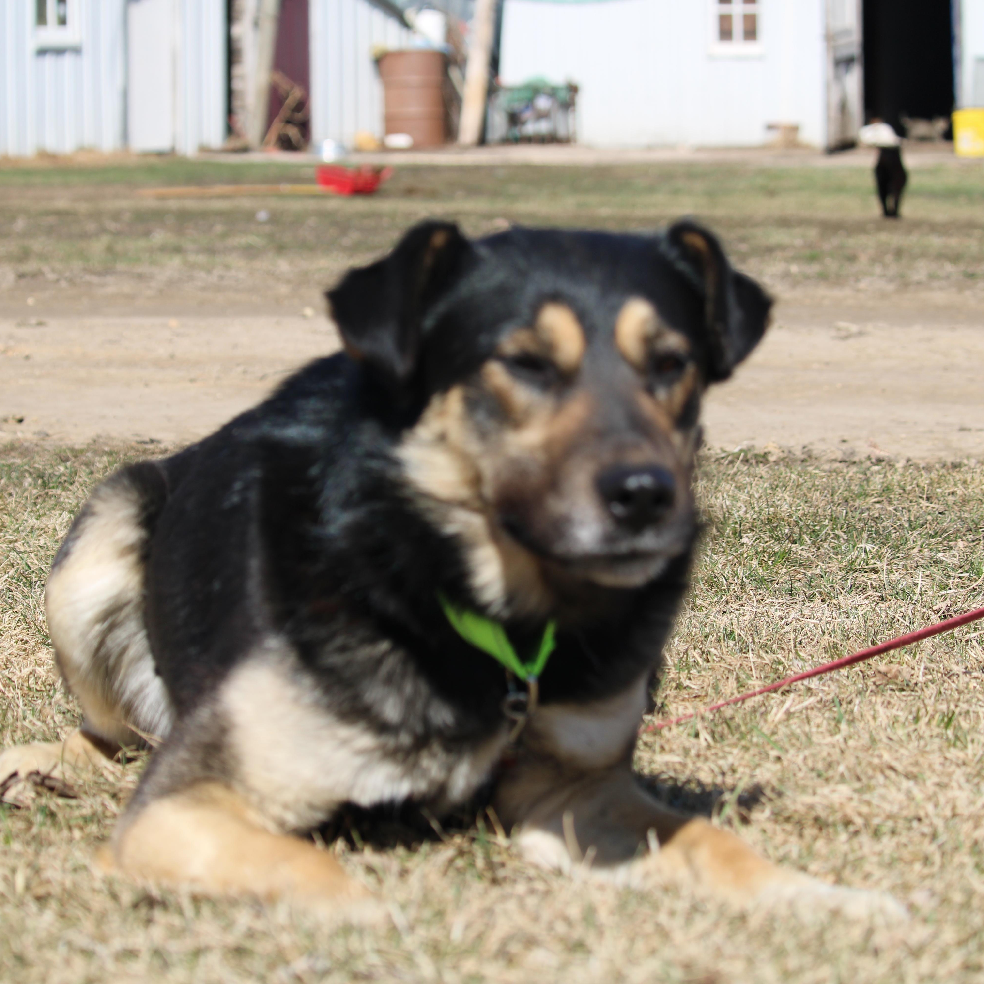 Enlarge Archer, a Adopted mixed breed in Watertown, SD image 2/5