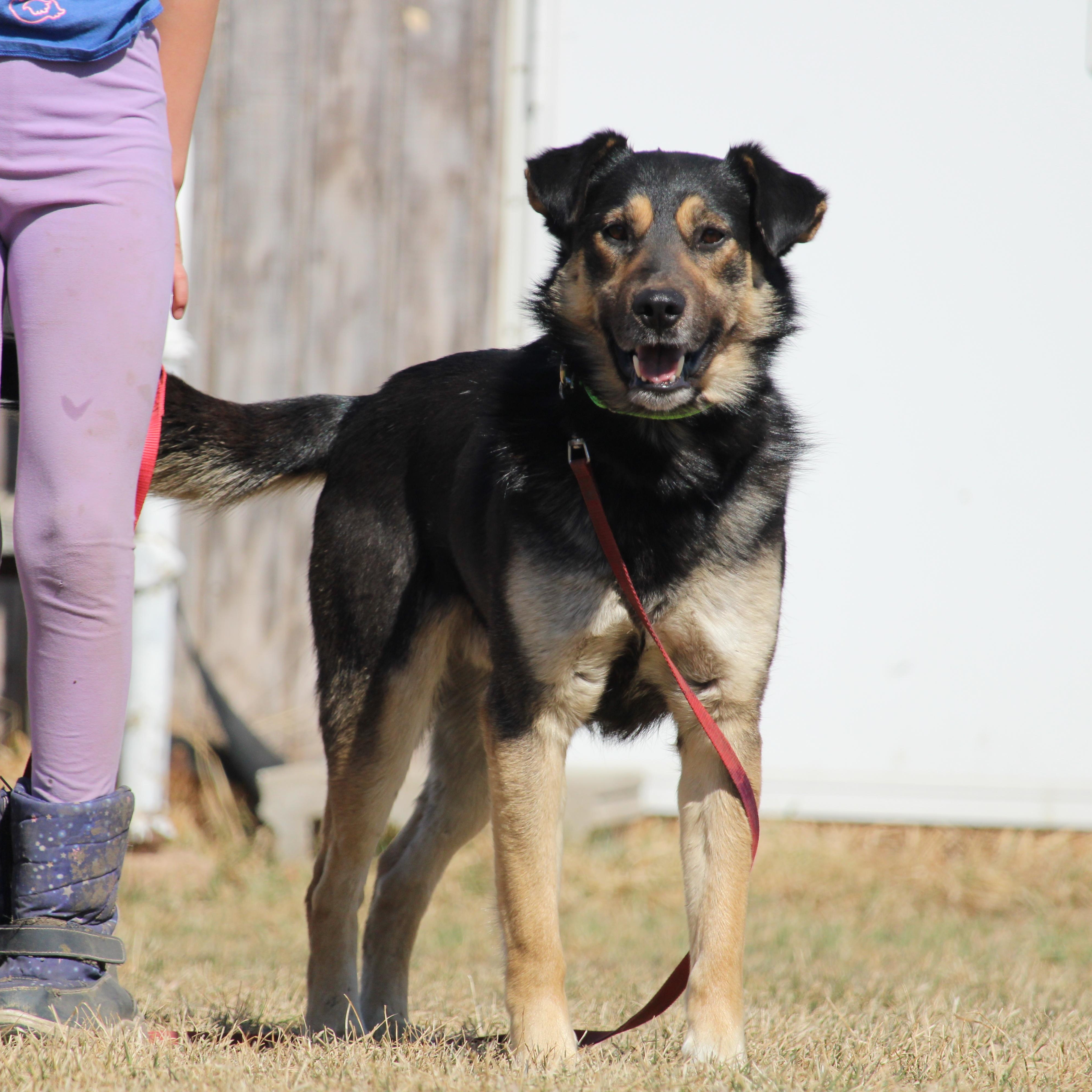 Enlarge Archer, a Adopted mixed breed in Watertown, SD image 1/5