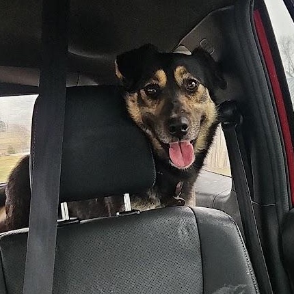 Enlarge Archer, a Adopted mixed breed in Watertown, SD image 5/5
