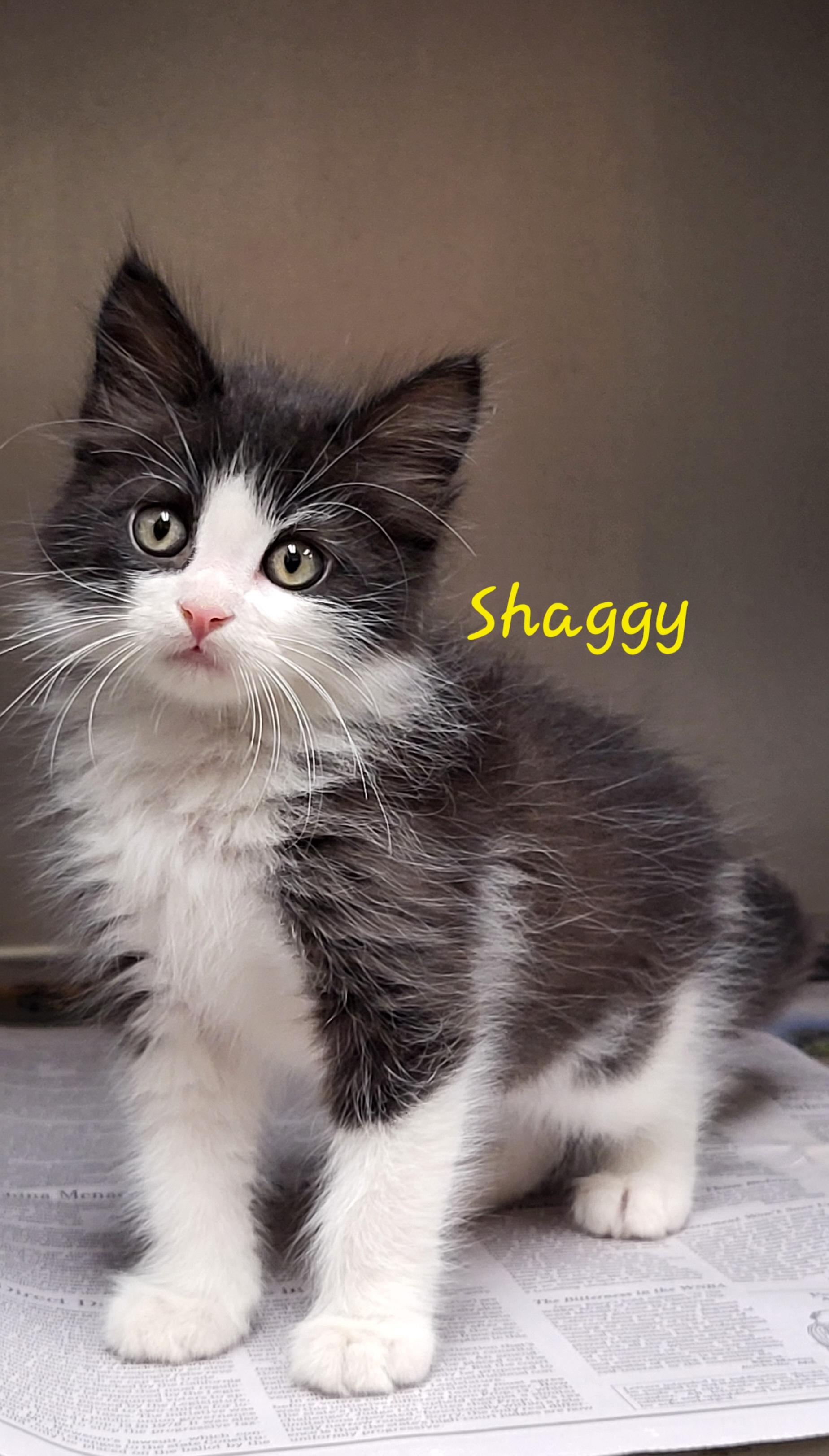 Enlarge Shaggy, an adopted Domestic Long Hair in Meridian , MS image 1/1