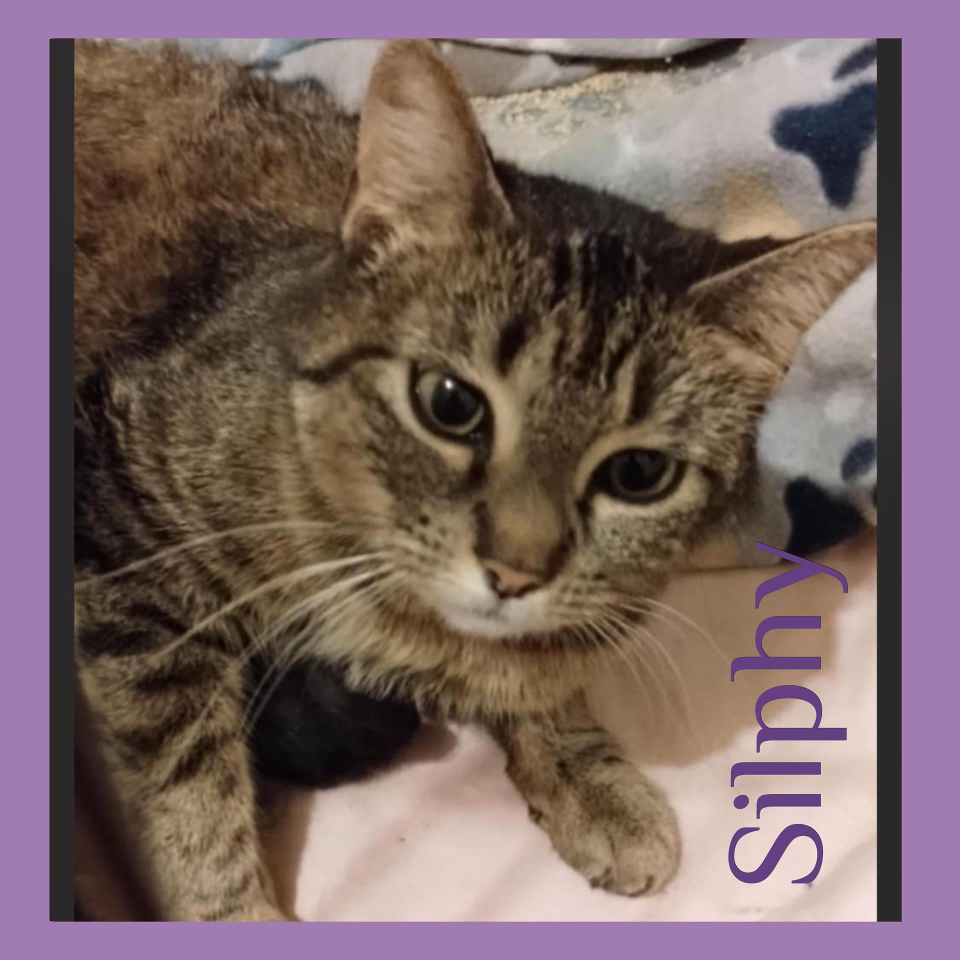Enlarge SILPHY, a Adoptable Tabby in Lawton, OK image 1/1
