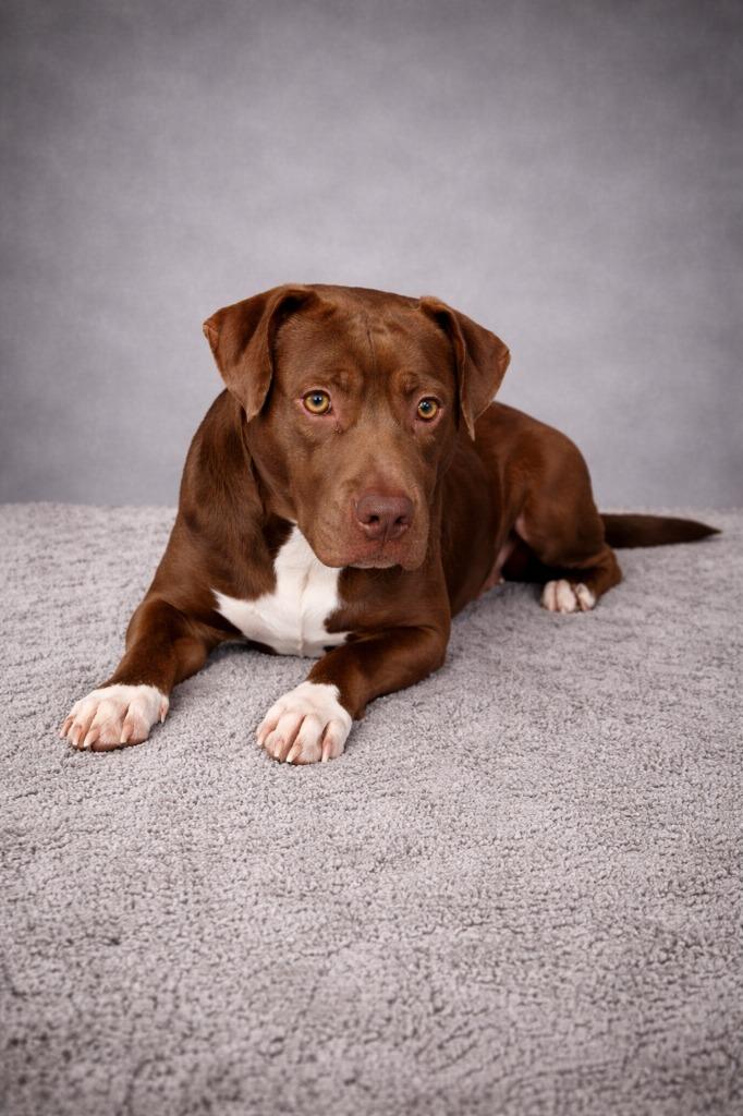 Enlarge Cocoa, a Adoptable mixed breed in Hardeeville, SC image 1/1