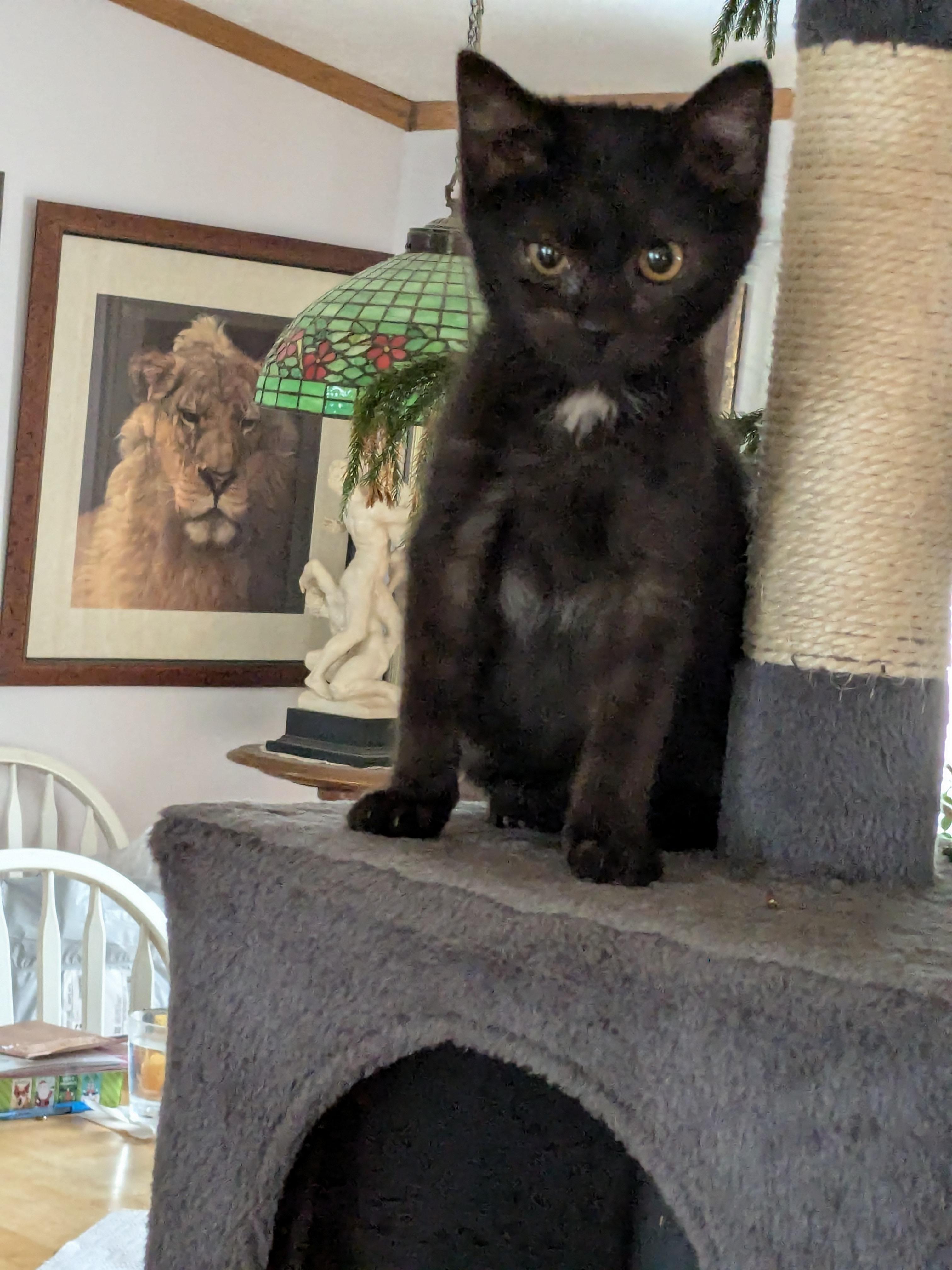 Enlarge Harry, a ADOPTABLE mixed breed in Harwinton, CT image 1/3