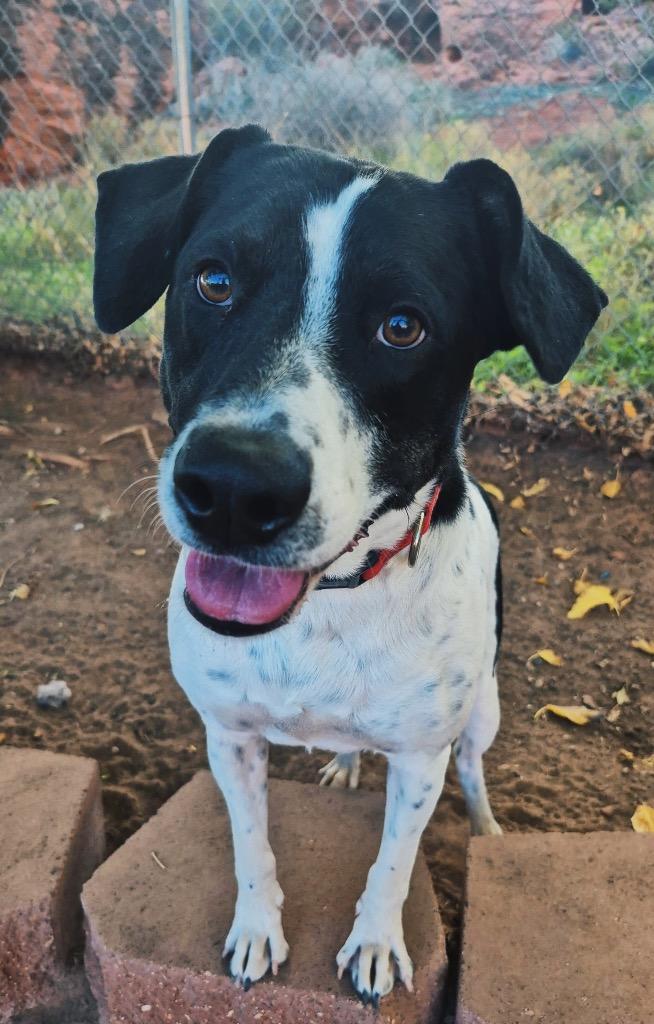 Snoopy, Adoptable, Adult Male Border Collie.