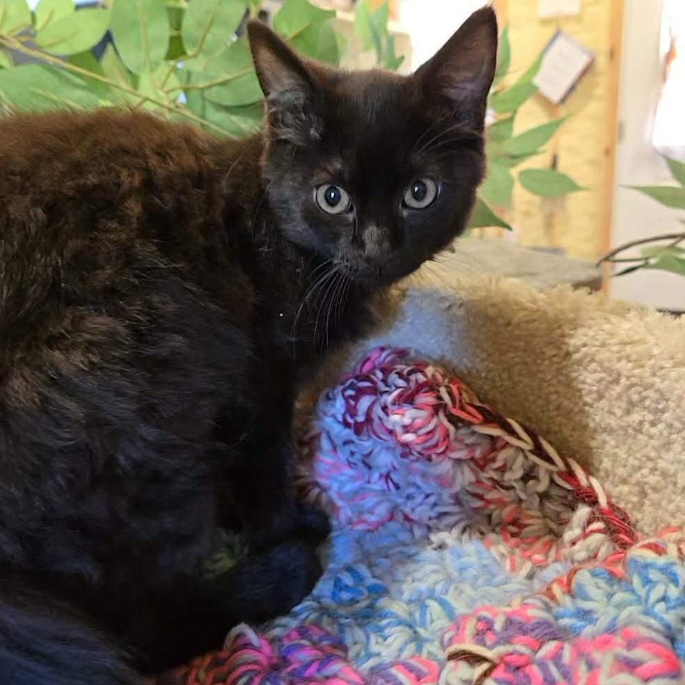 Fanny, Adoptable, Kitten Female Domestic Medium Hair.