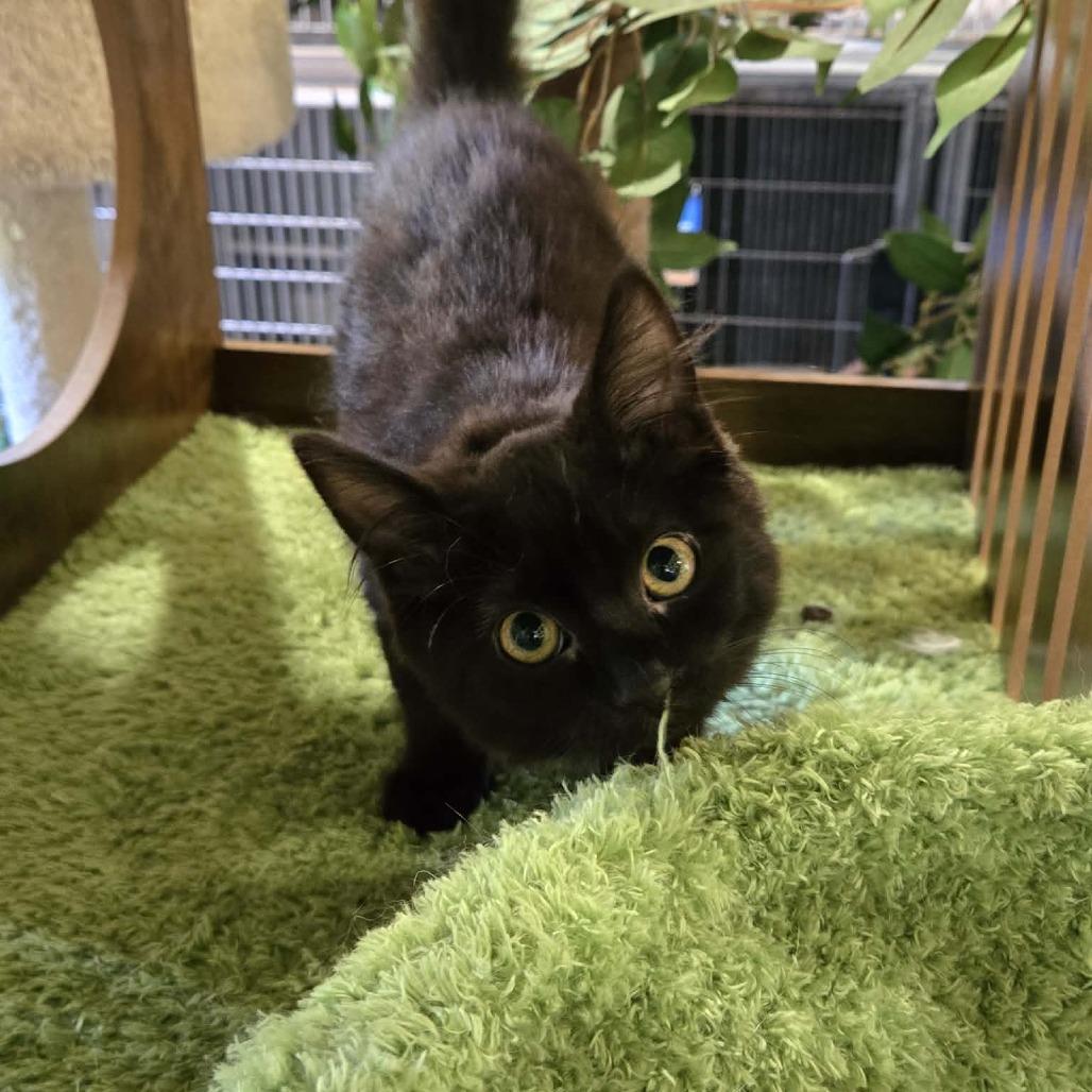 Enlarge Fanny, a Adoptable Domestic Medium Hair in Park Falls, WI image 2/2