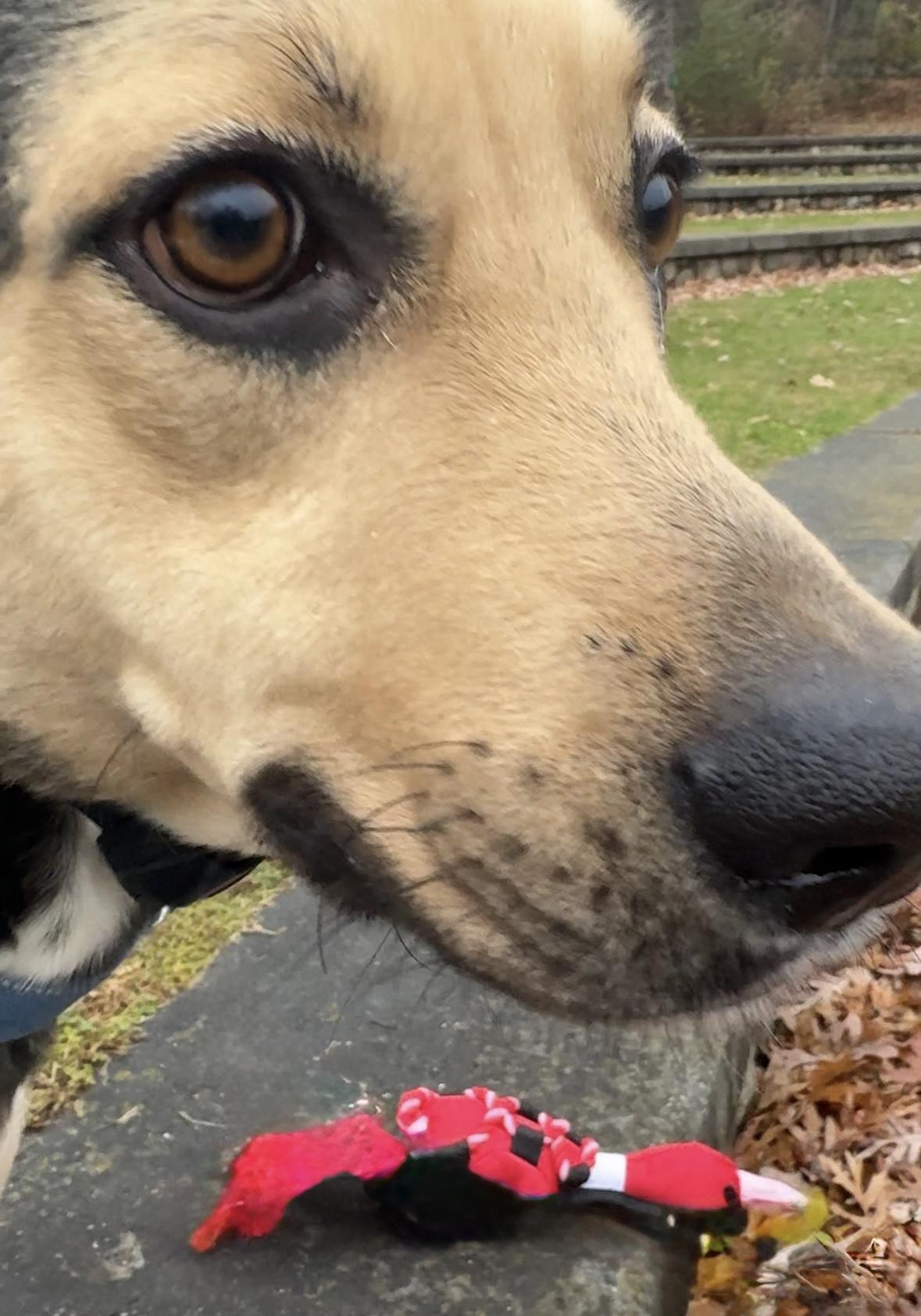 Enlarge Ryker, a Adoptable mixed breed in Glen Rock, NJ image 3/6