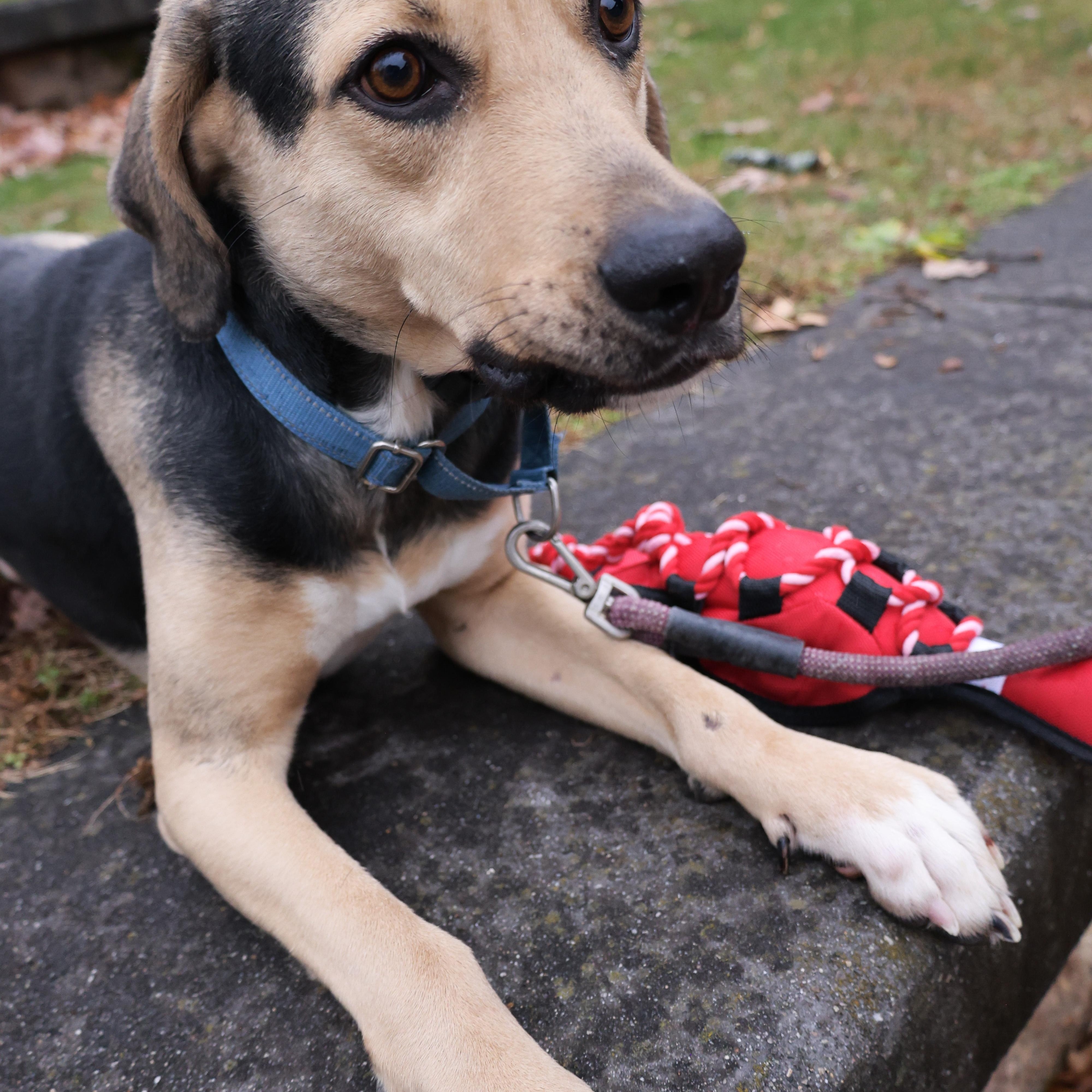 Enlarge Ryker, a Adoptable mixed breed in Glen Rock, NJ image 4/6