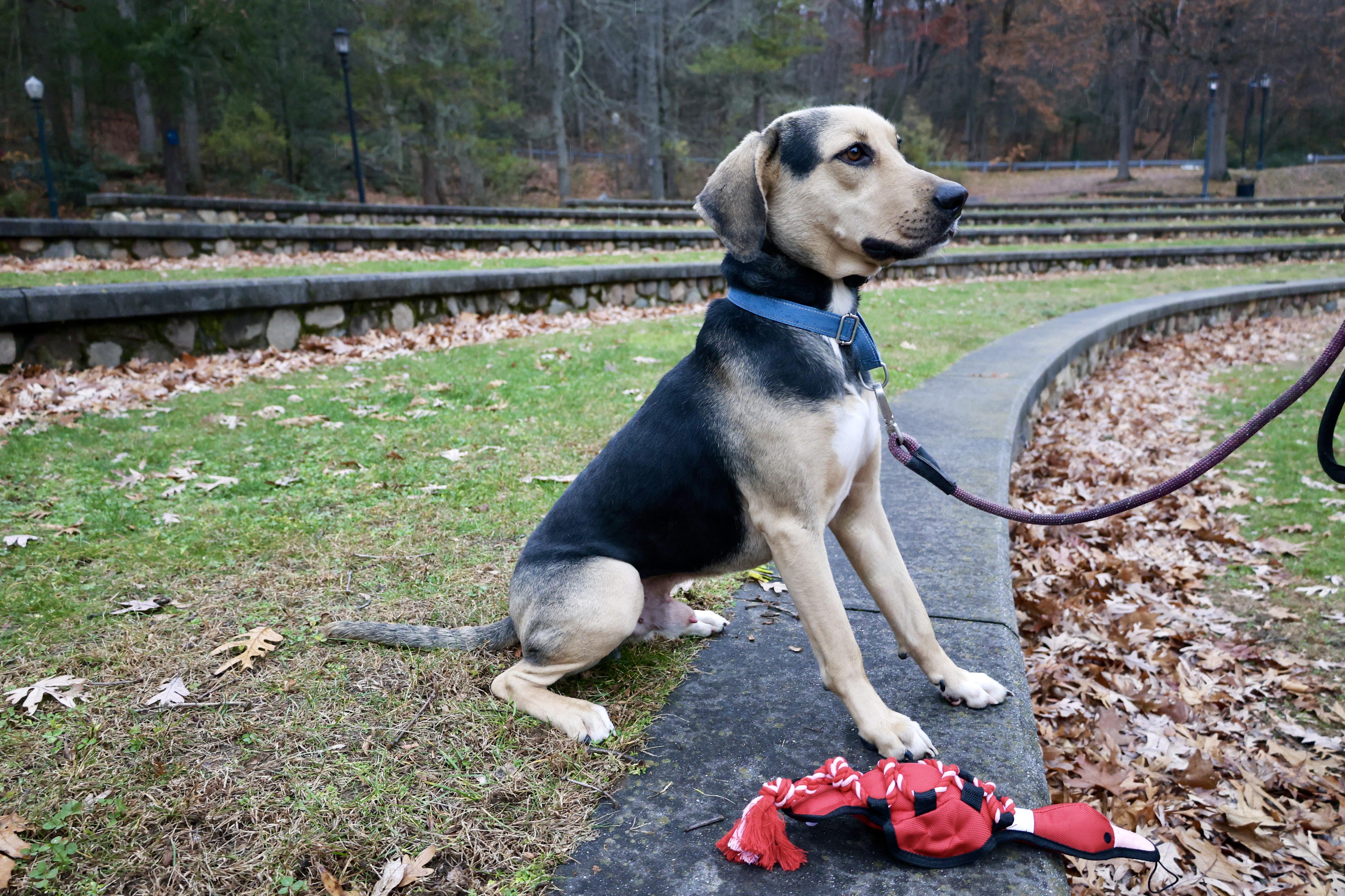 Enlarge Ryker, a Adoptable mixed breed in Glen Rock, NJ image 1/6