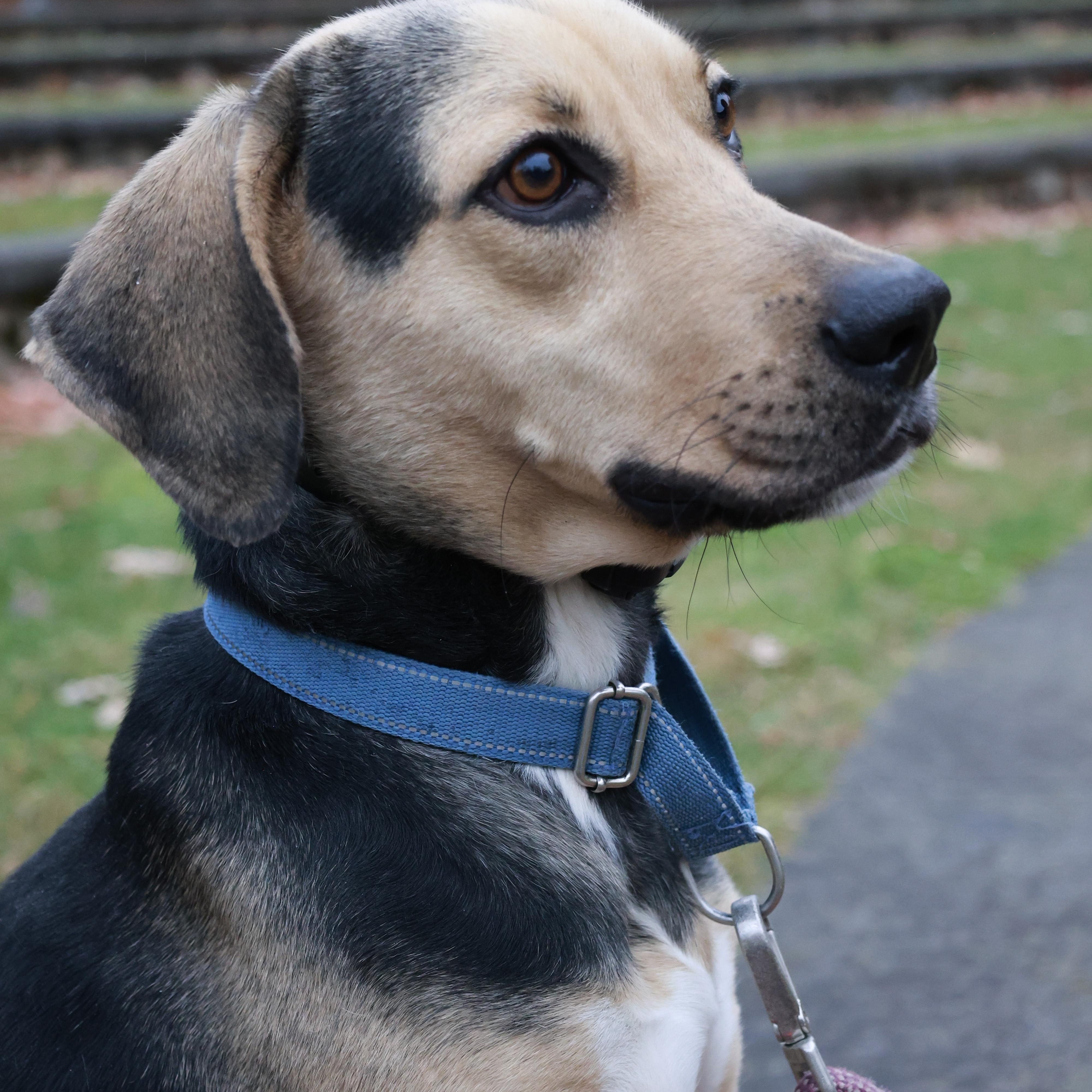 Enlarge Ryker, a Adoptable mixed breed in Glen Rock, NJ image 5/6