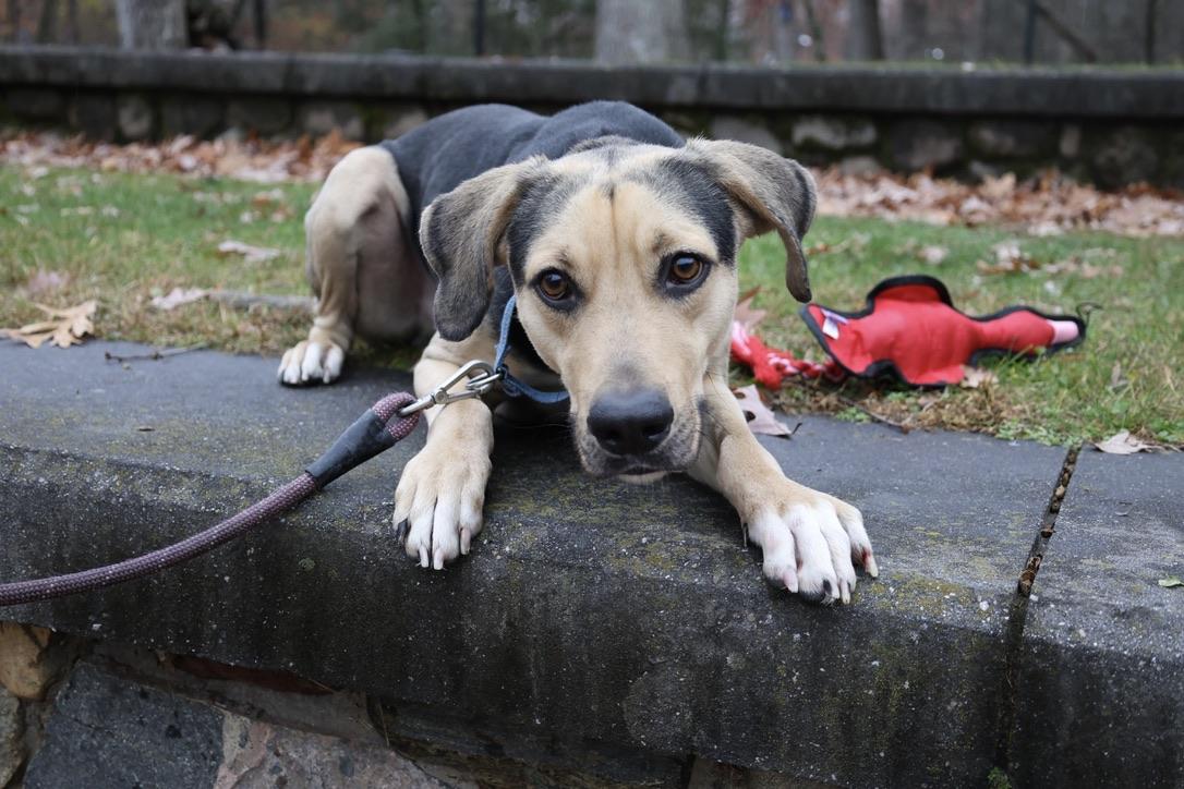 Enlarge Ryker, a Adoptable mixed breed in Glen Rock, NJ image 2/6