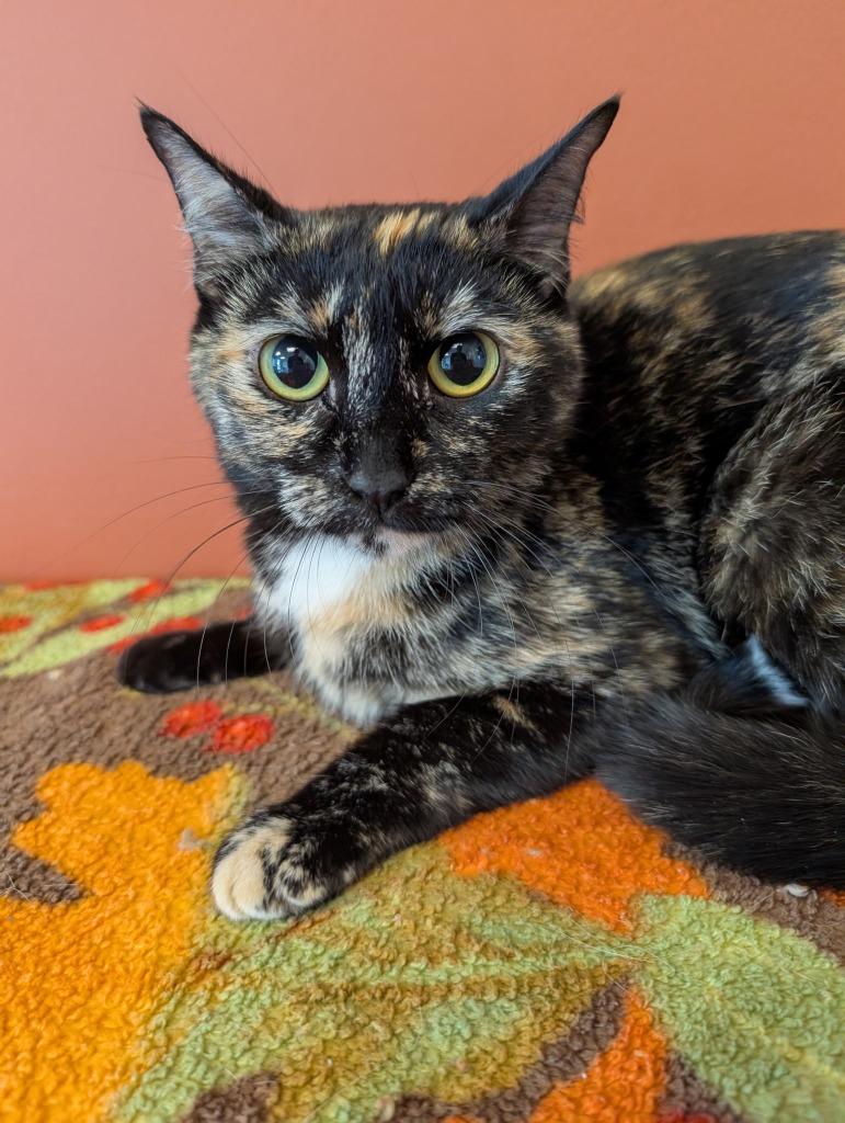 Enlarge Darling, a Adoptable mixed breed in Superior, WI image 1/1