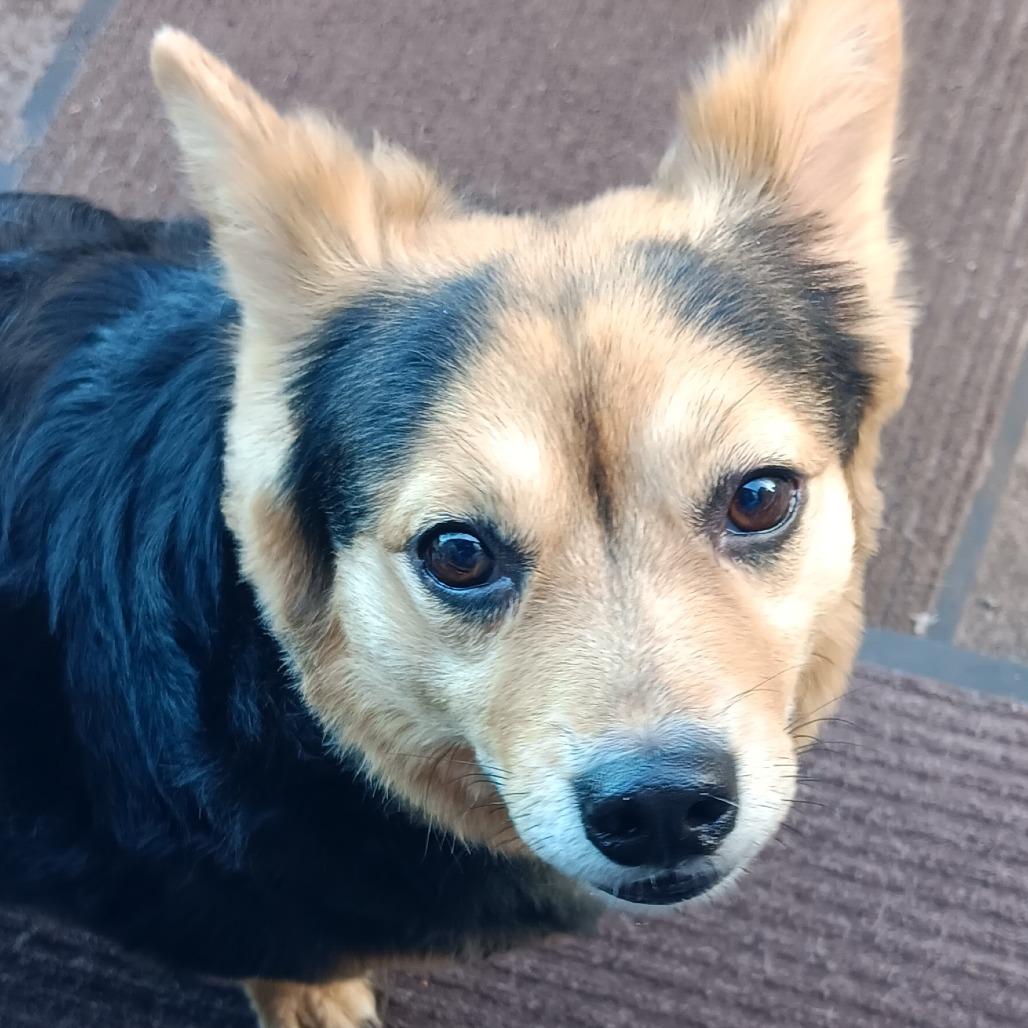 Enlarge Taz, a Adoptable Corgi in Carlin, NV image 1/1