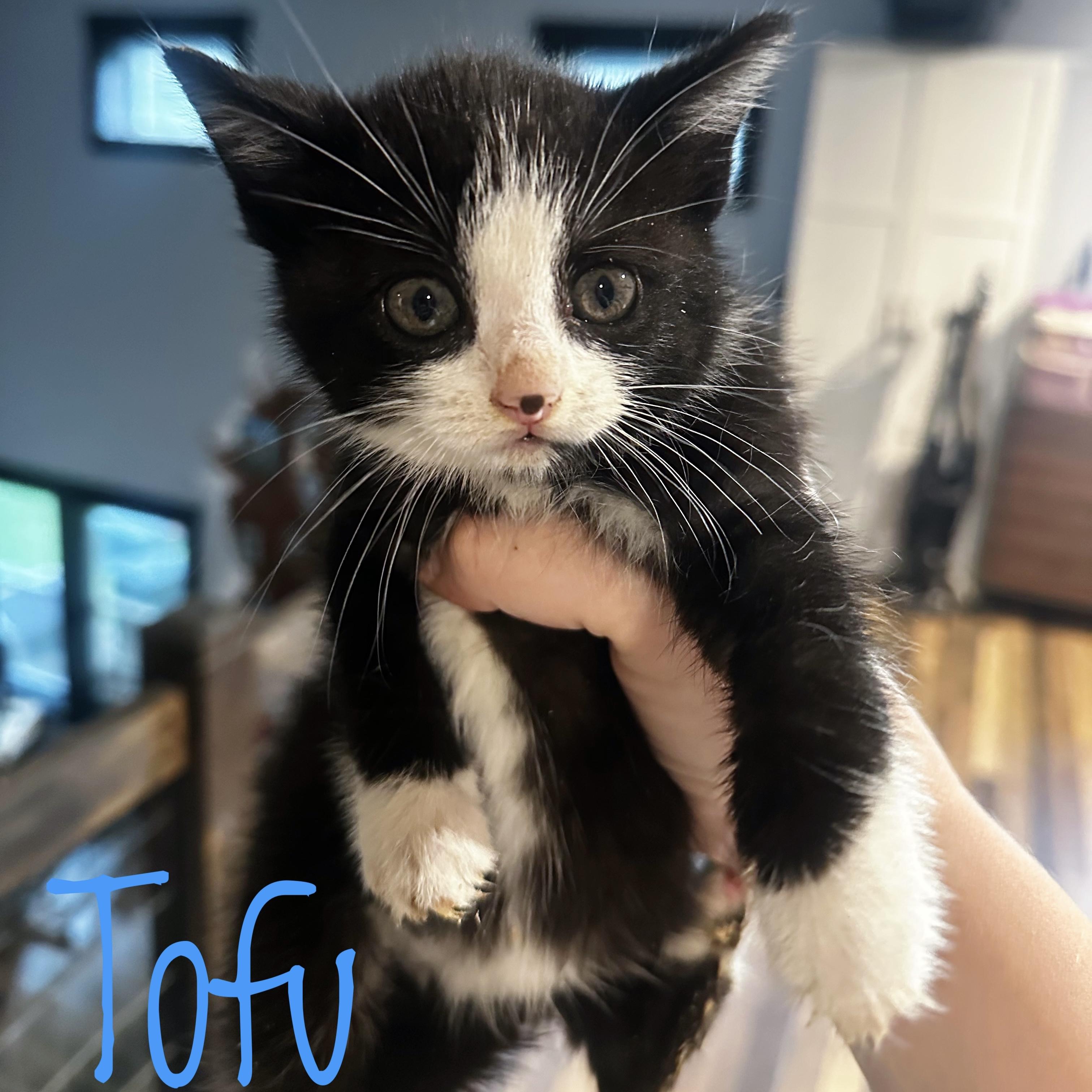 Tofu, ADOPTABLE, Kitten Male Domestic Short Hair.