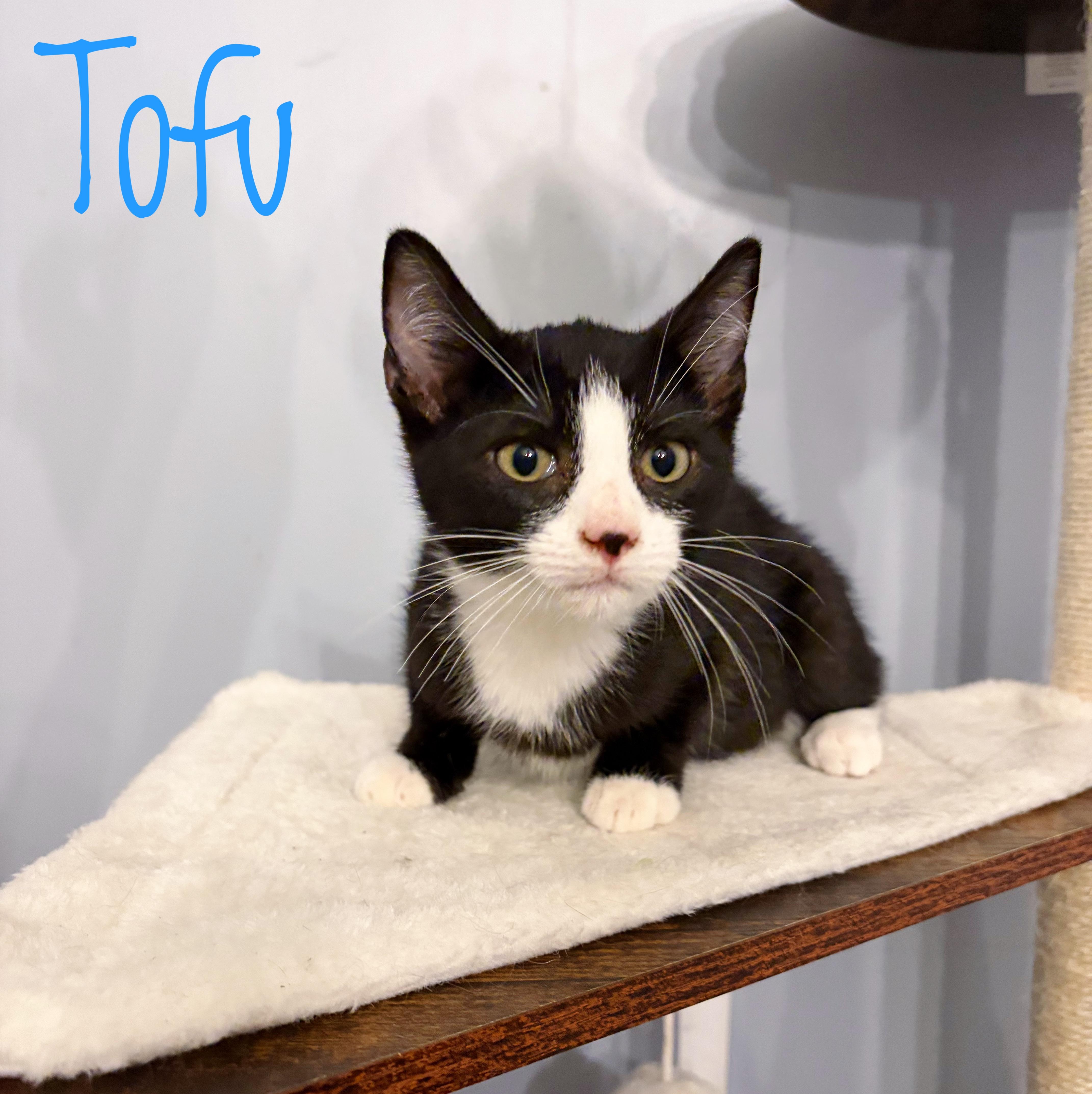 Tofu, ADOPTABLE, Kitten Male Domestic Short Hair.