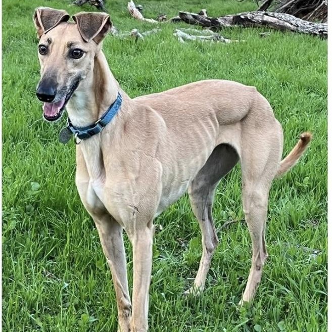 Giselle, an adoptable Greyhound, Saluki in Santa Rosa, CA, 95403 | Photo Image 1