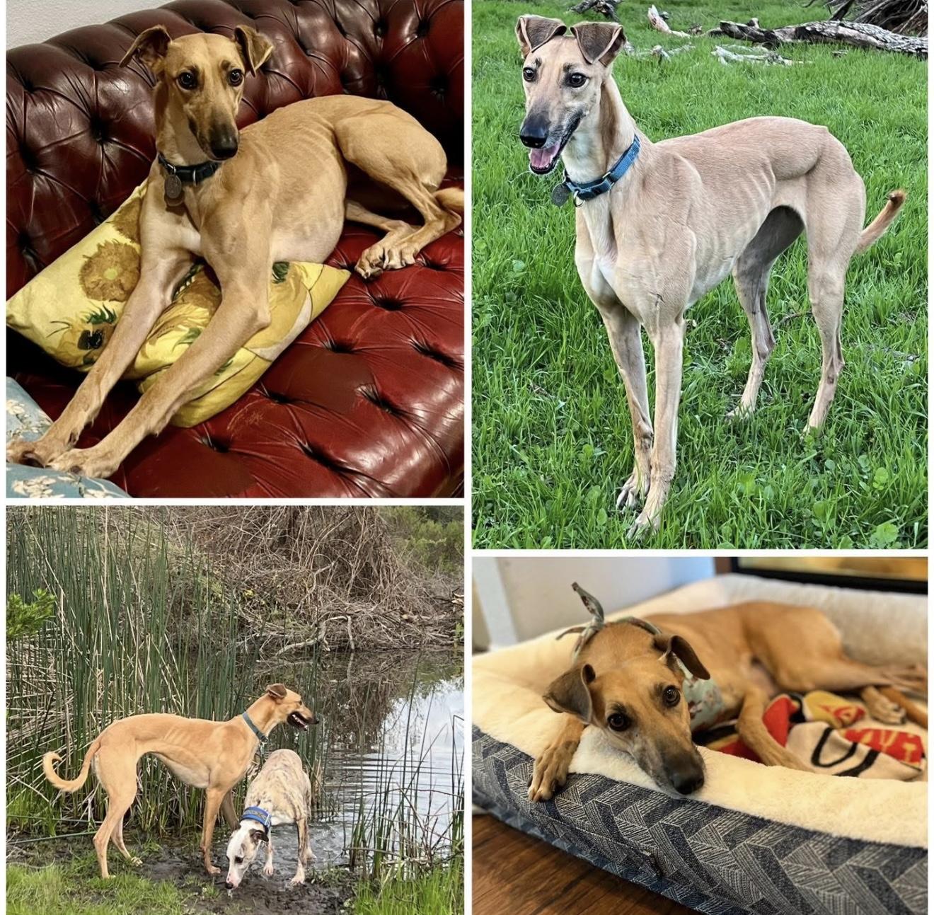Giselle, an adoptable Greyhound, Saluki in Santa Rosa, CA, 95403 | Photo Image 2