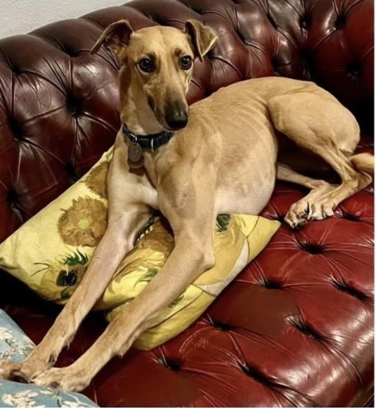 Giselle, an adoptable Greyhound, Saluki in Santa Rosa, CA, 95403 | Photo Image 1