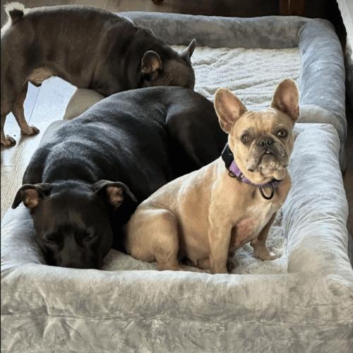 Enlarge Sonnet, a Adoptable French Bulldog in Austin, TX image 1/5