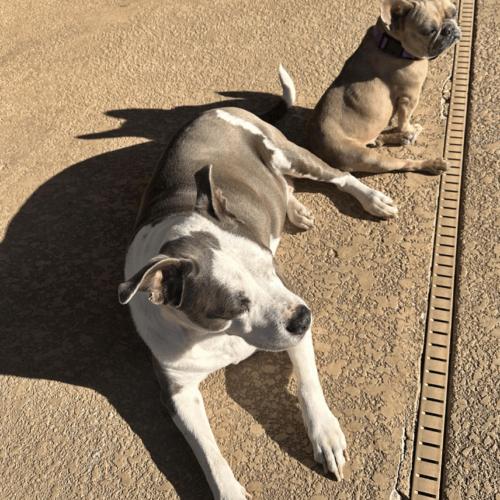 Enlarge Sonnet, a Adoptable French Bulldog in Austin, TX image 2/5