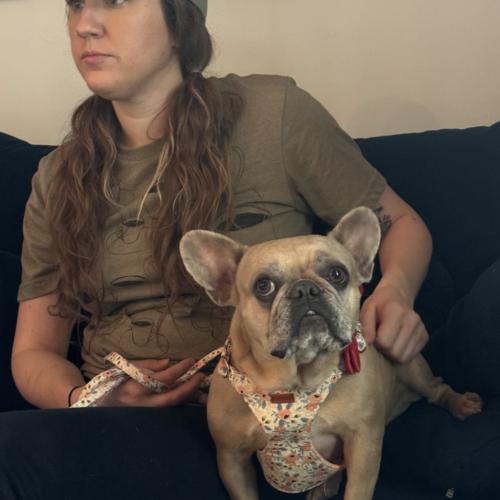 Enlarge Sonnet, a Adoptable French Bulldog in Austin, TX image 3/5