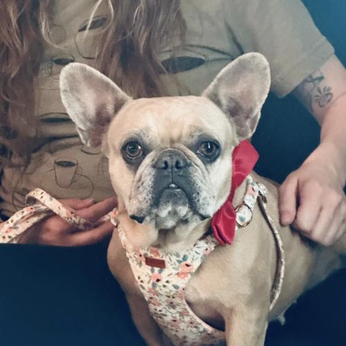 Enlarge Sonnet, a Adoptable French Bulldog in Austin, TX image 4/5
