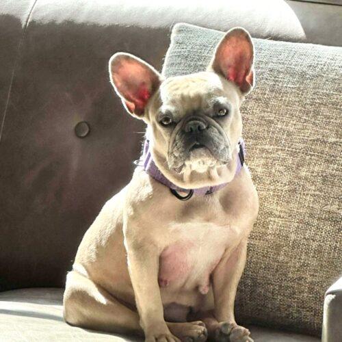 Enlarge Sonnet, a Adoptable French Bulldog in Austin, TX image 5/5