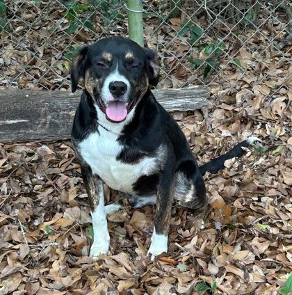 Cameron, a Adoptable mixed breed in Moultrie, GA image 2/3