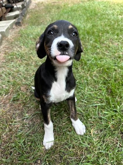 Cameron, a Adoptable mixed breed in Moultrie, GA image 3/3