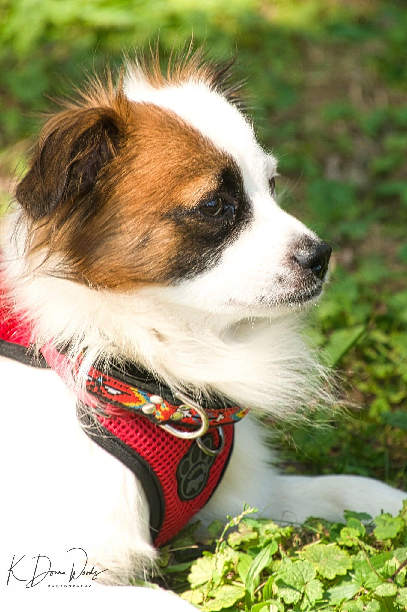 Truman, Adoptable, Adult Male Cavalier King Charles Spaniel & Maltese.