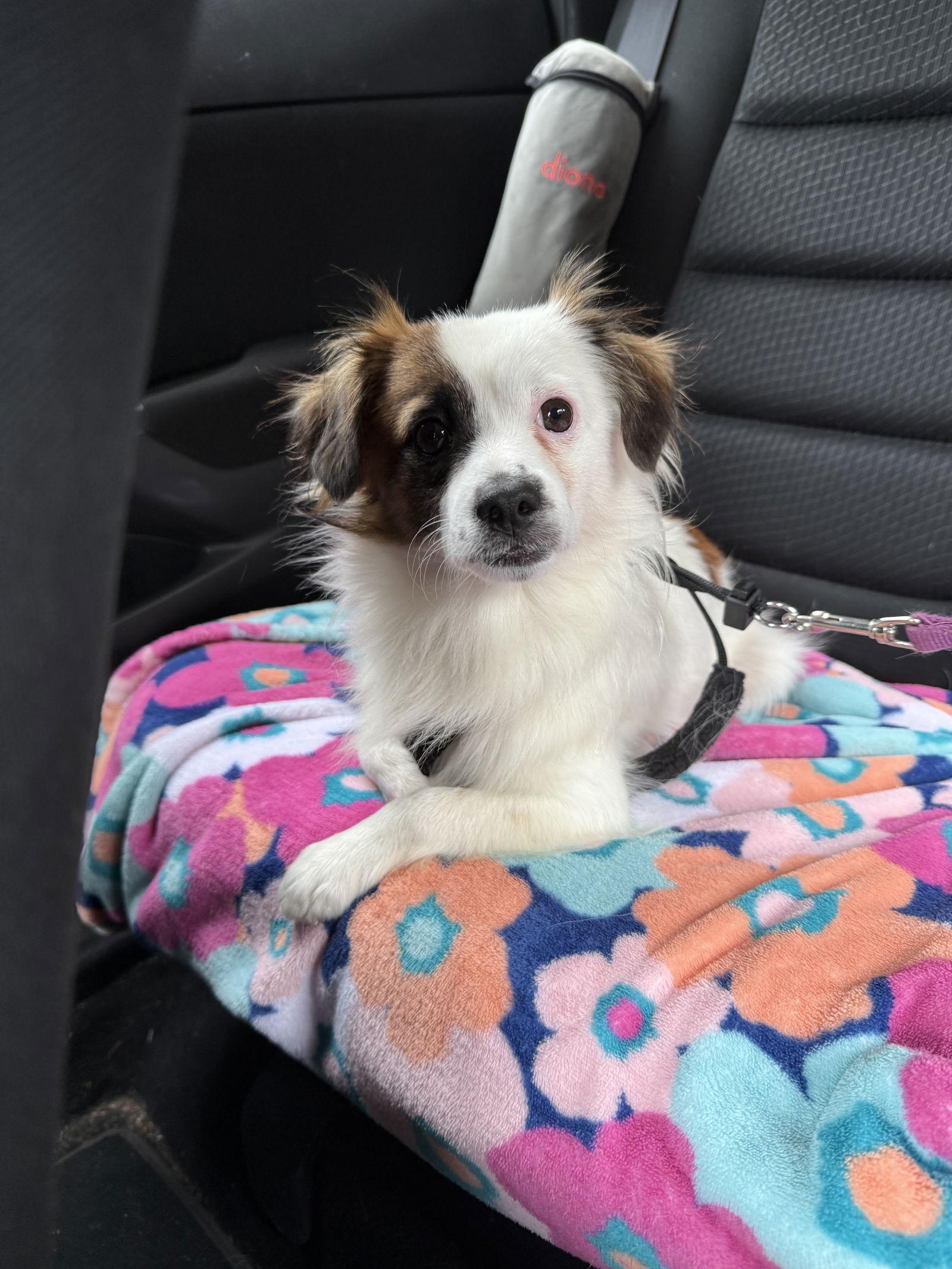 Enlarge Truman, a Adoptable mixed breed in Lutherville, MD image 1/2