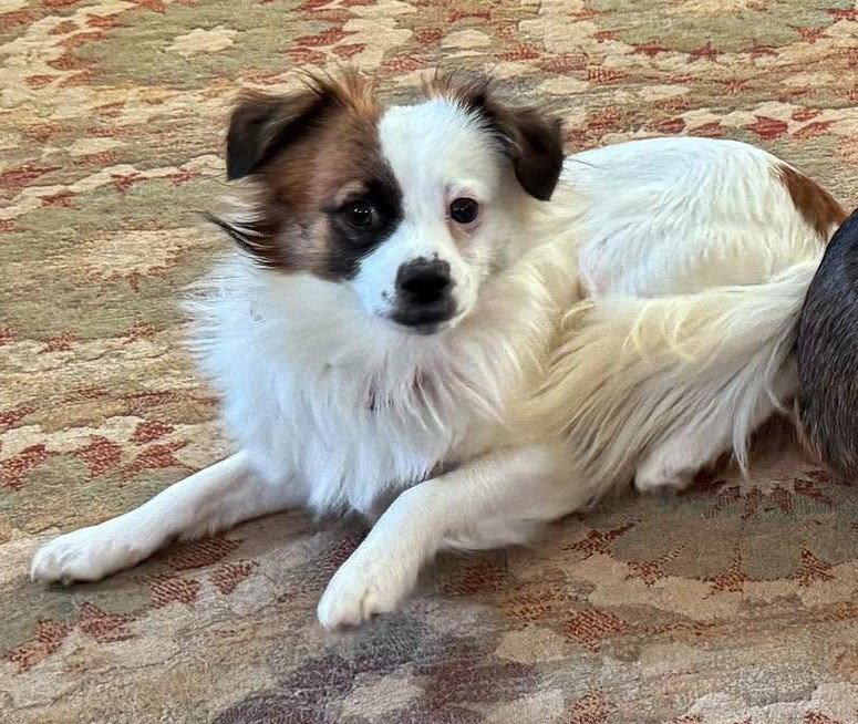 Truman, a Adoptable mixed breed in Lutherville, MD image 3/3