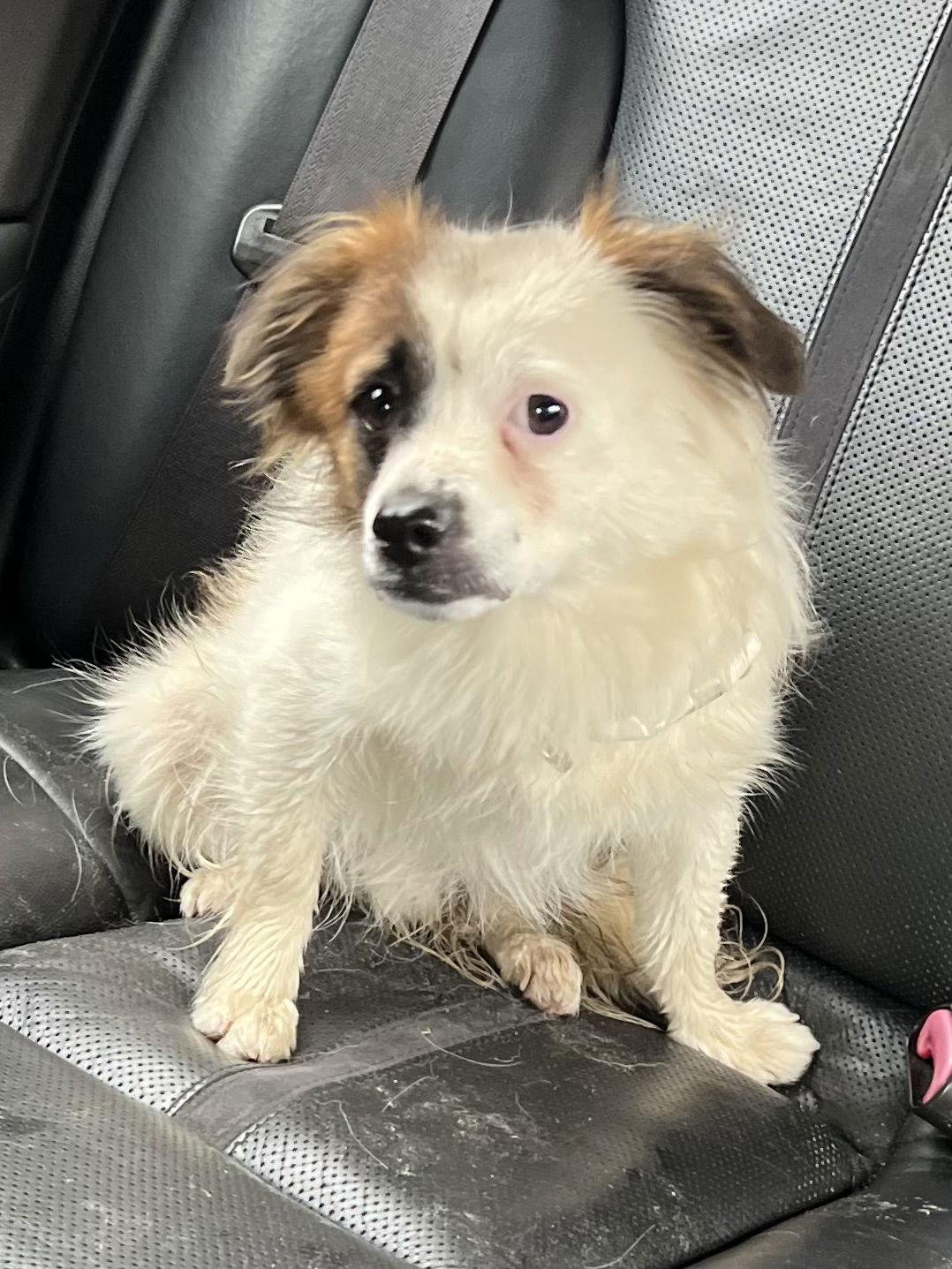 Enlarge Truman, a Adoptable mixed breed in Lutherville, MD image 2/2