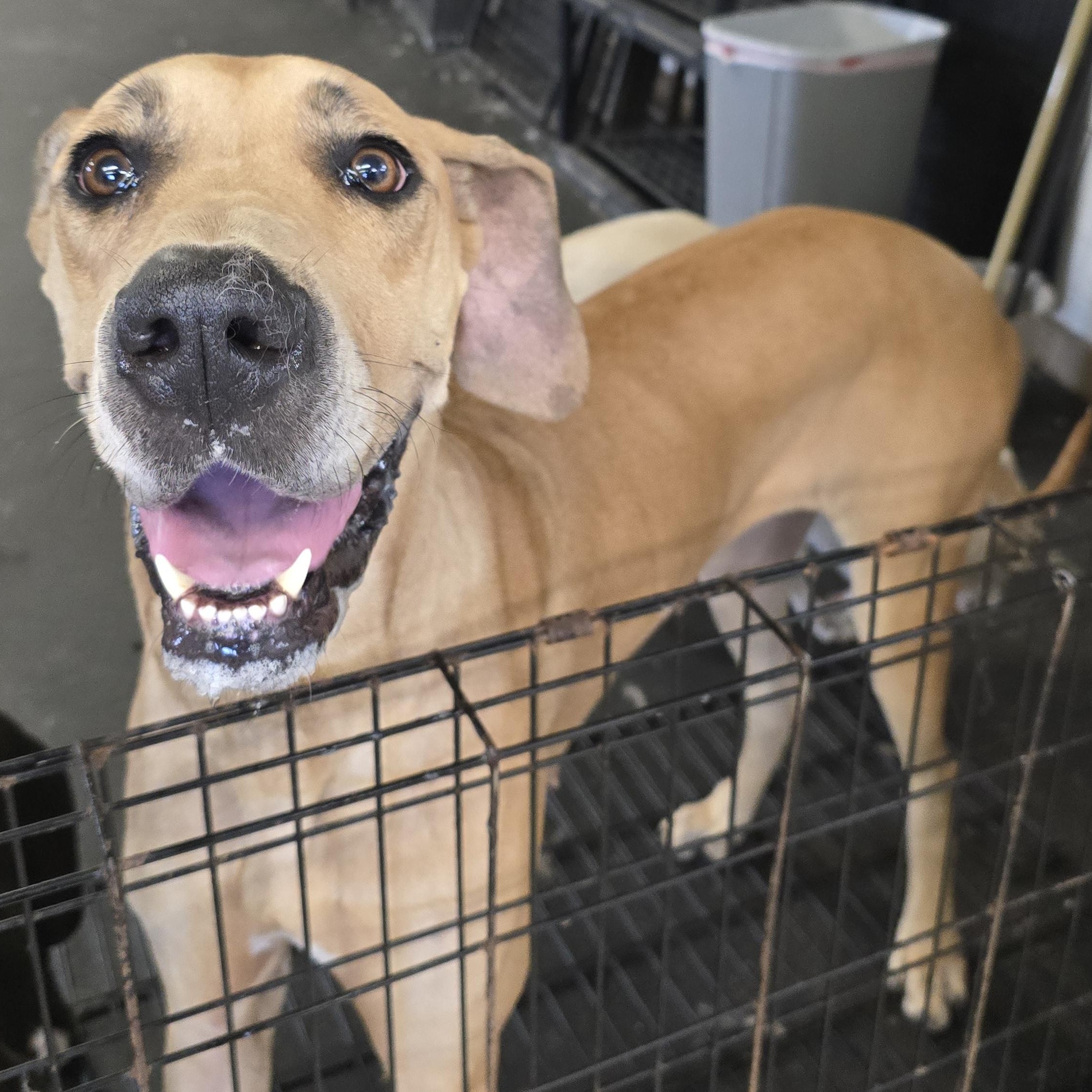 Enlarge Daisy, a Adopted Great Dane in Toledo, OH image 1/5