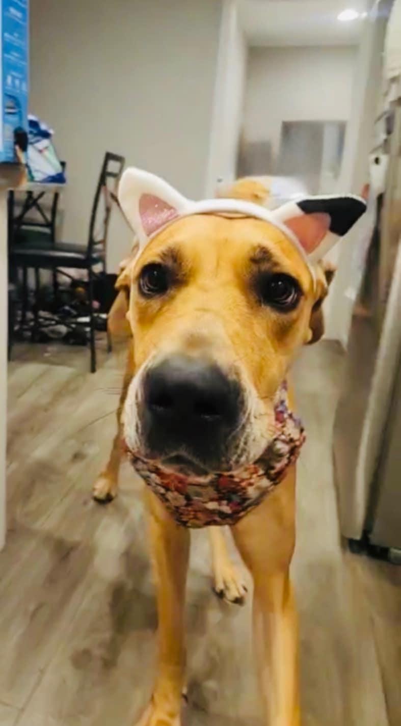 Daisy thumbnail 5