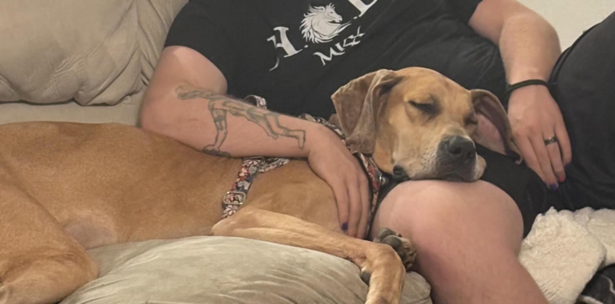 Enlarge Daisy, a Adopted Great Dane in Toledo, OH image 2/5