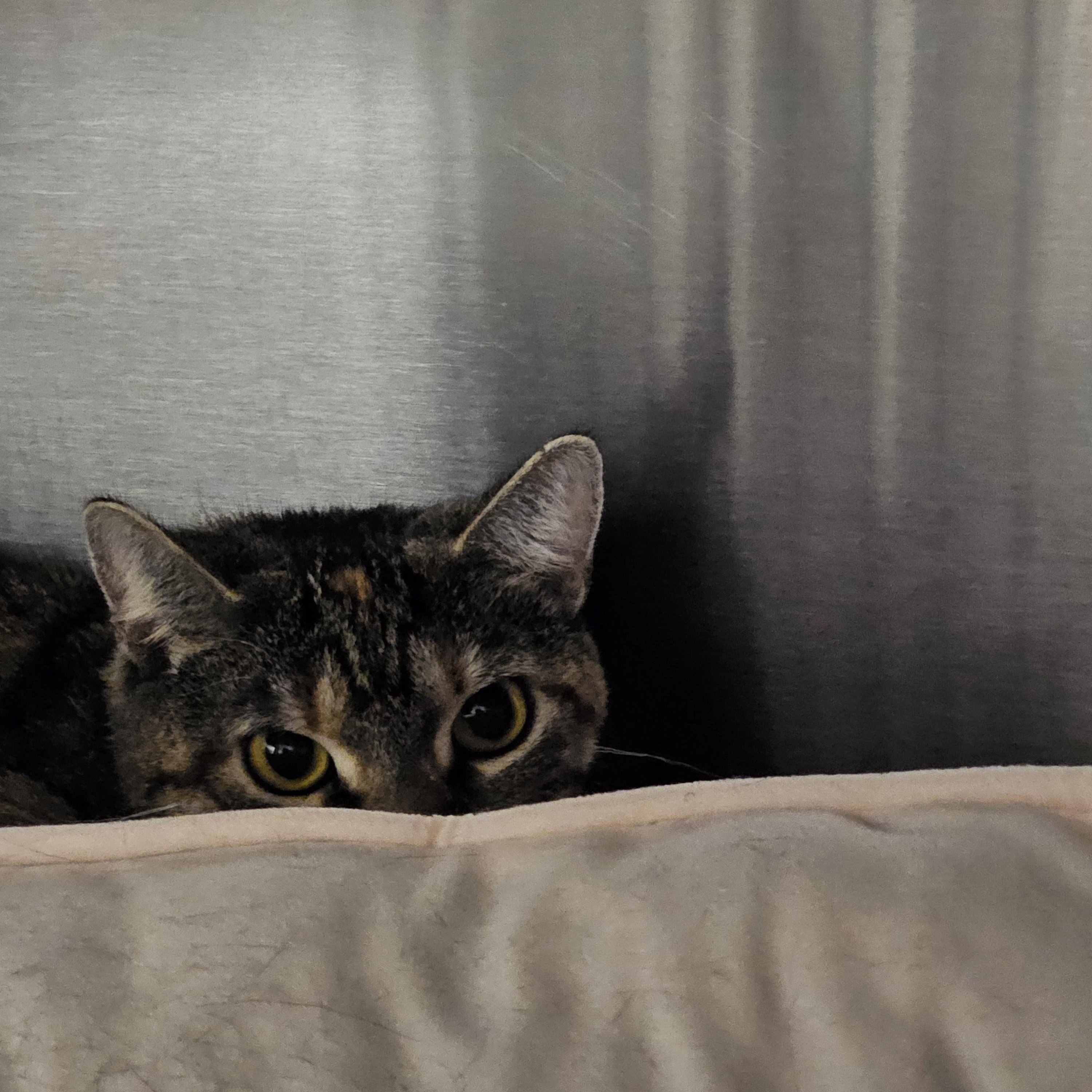 Fritz, ADOPTABLE, Adult Male Domestic Short Hair.