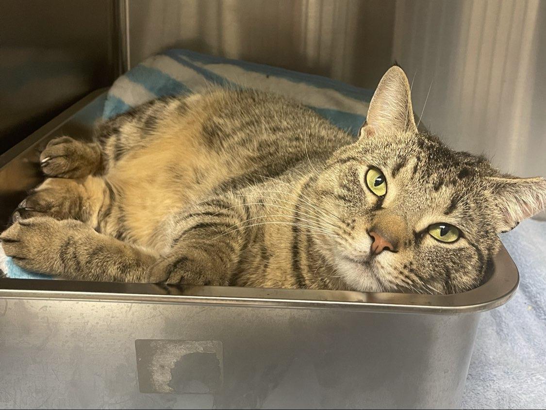 Fritz, ADOPTABLE, Adult Male Domestic Short Hair.