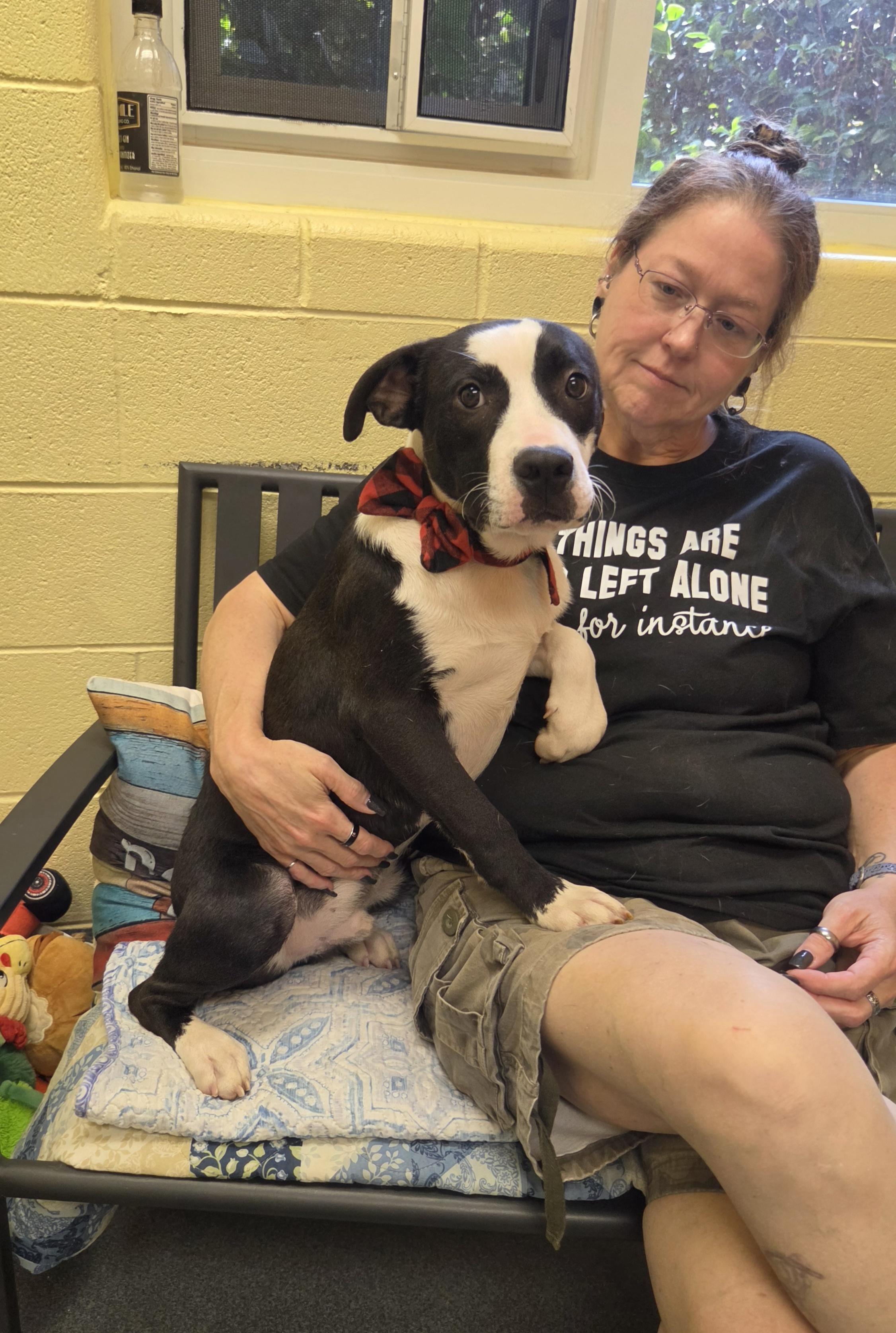 Draco, a ADOPTABLE mixed breed in Amherst, VA image 5/6