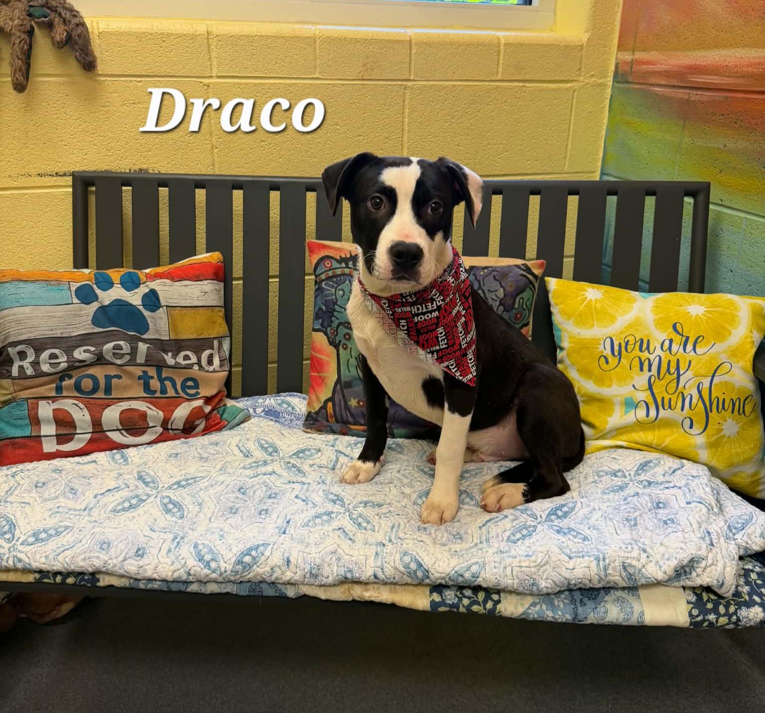 Draco, a ADOPTABLE mixed breed in Amherst, VA image 3/6