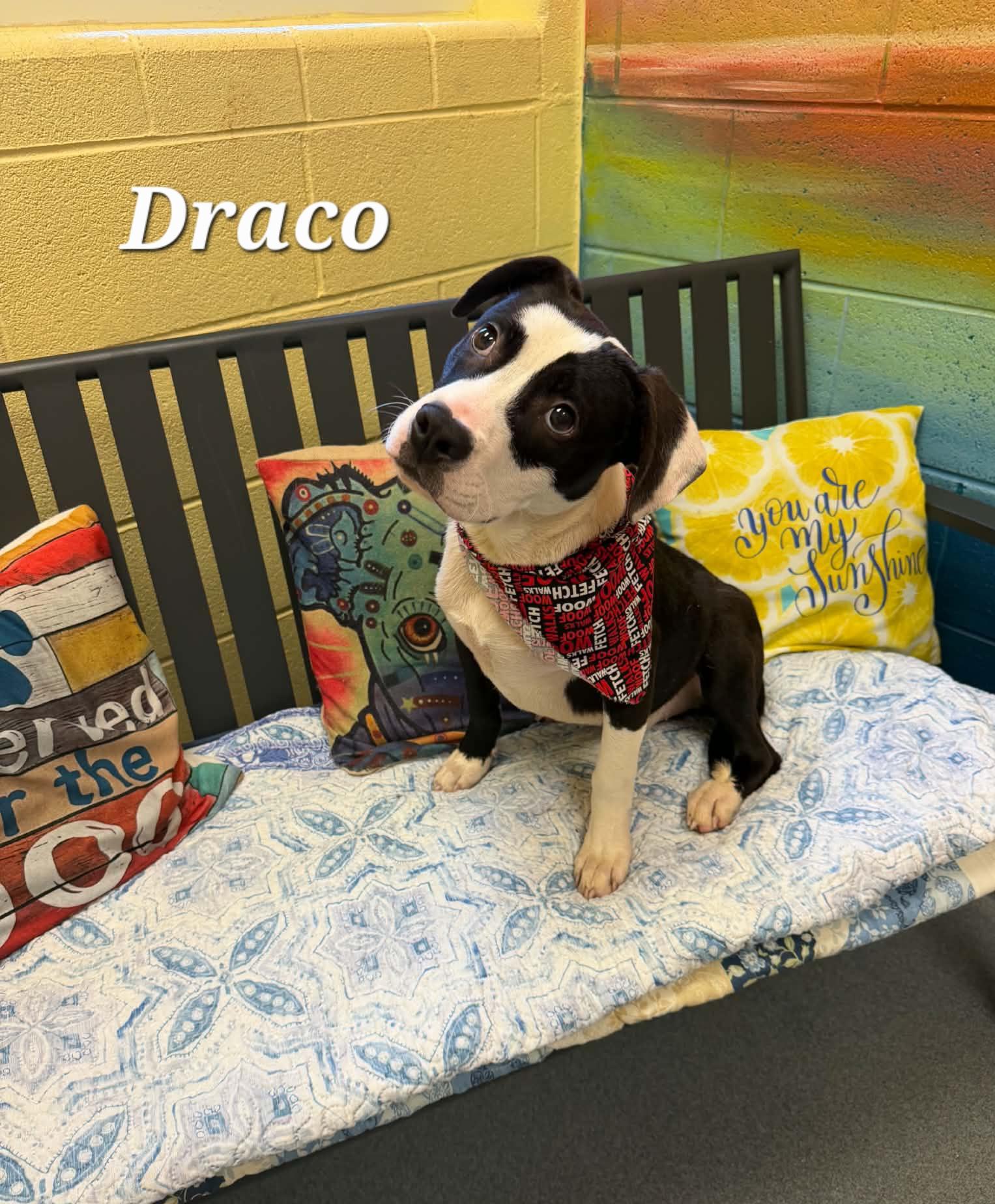 Draco, a ADOPTABLE mixed breed in Amherst, VA image 4/6
