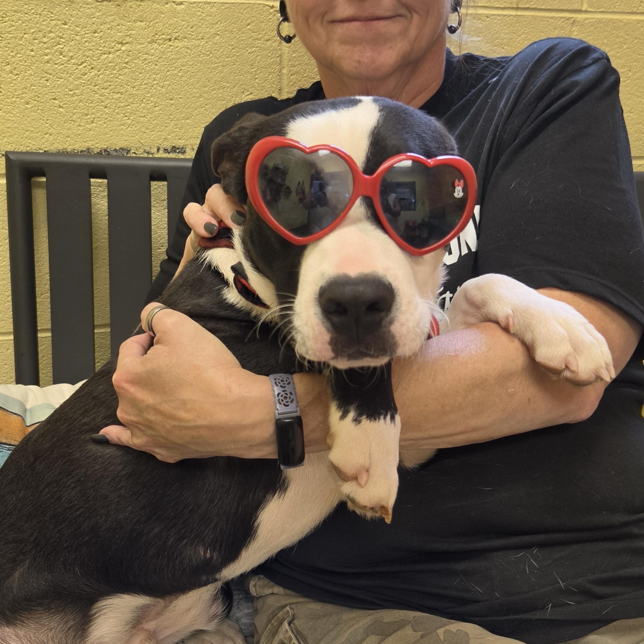 Draco, ADOPTABLE, Young Male Pit Bull Terrier & Terrier.