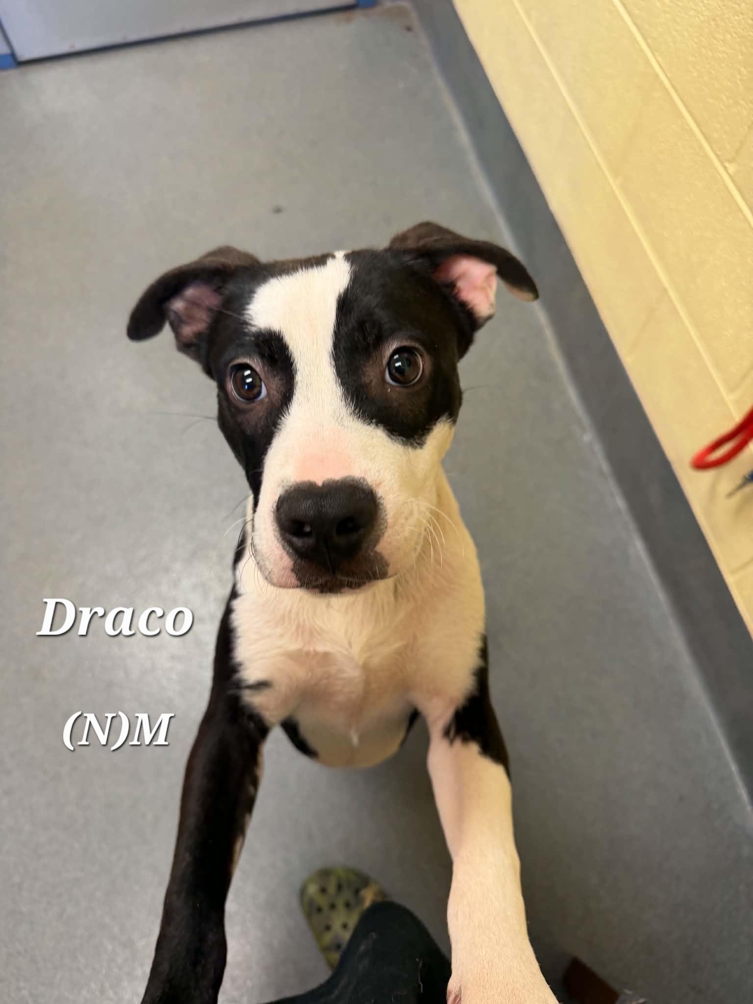 Draco, a ADOPTABLE mixed breed in Amherst, VA image 2/6