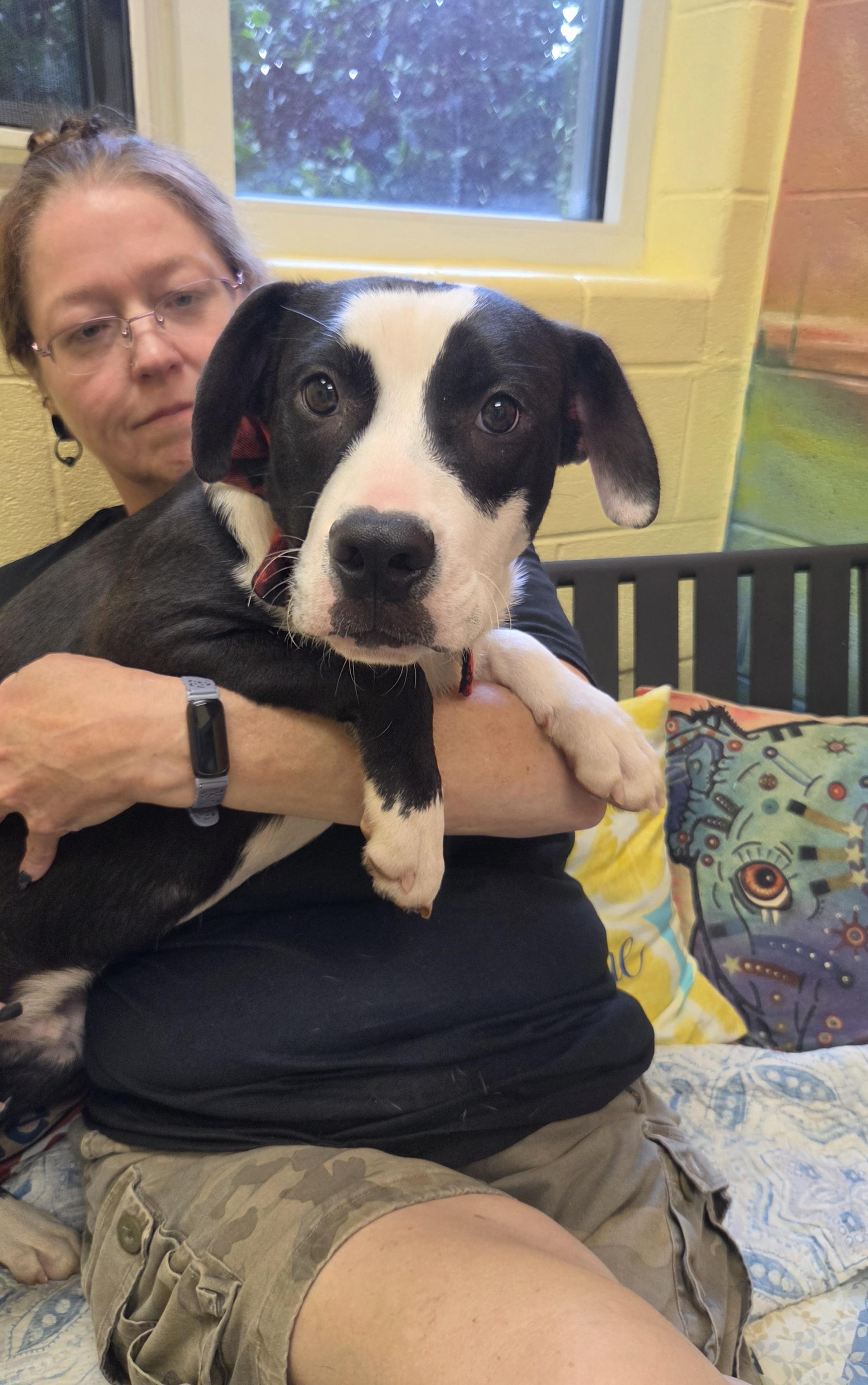 Draco, a ADOPTABLE mixed breed in Amherst, VA image 6/6