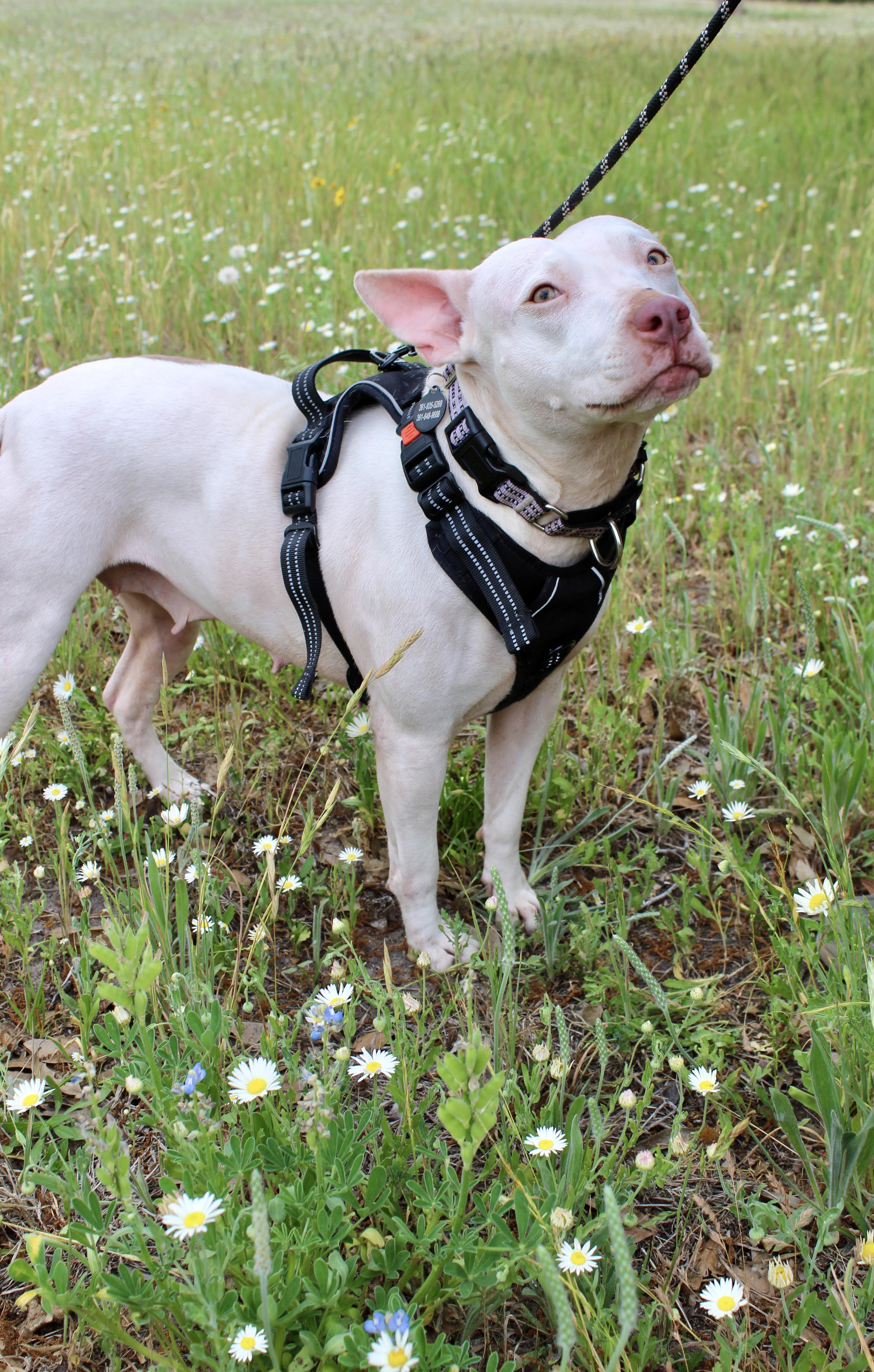 Lulu, Adoptable, Adult Female American Staffordshire Terrier.