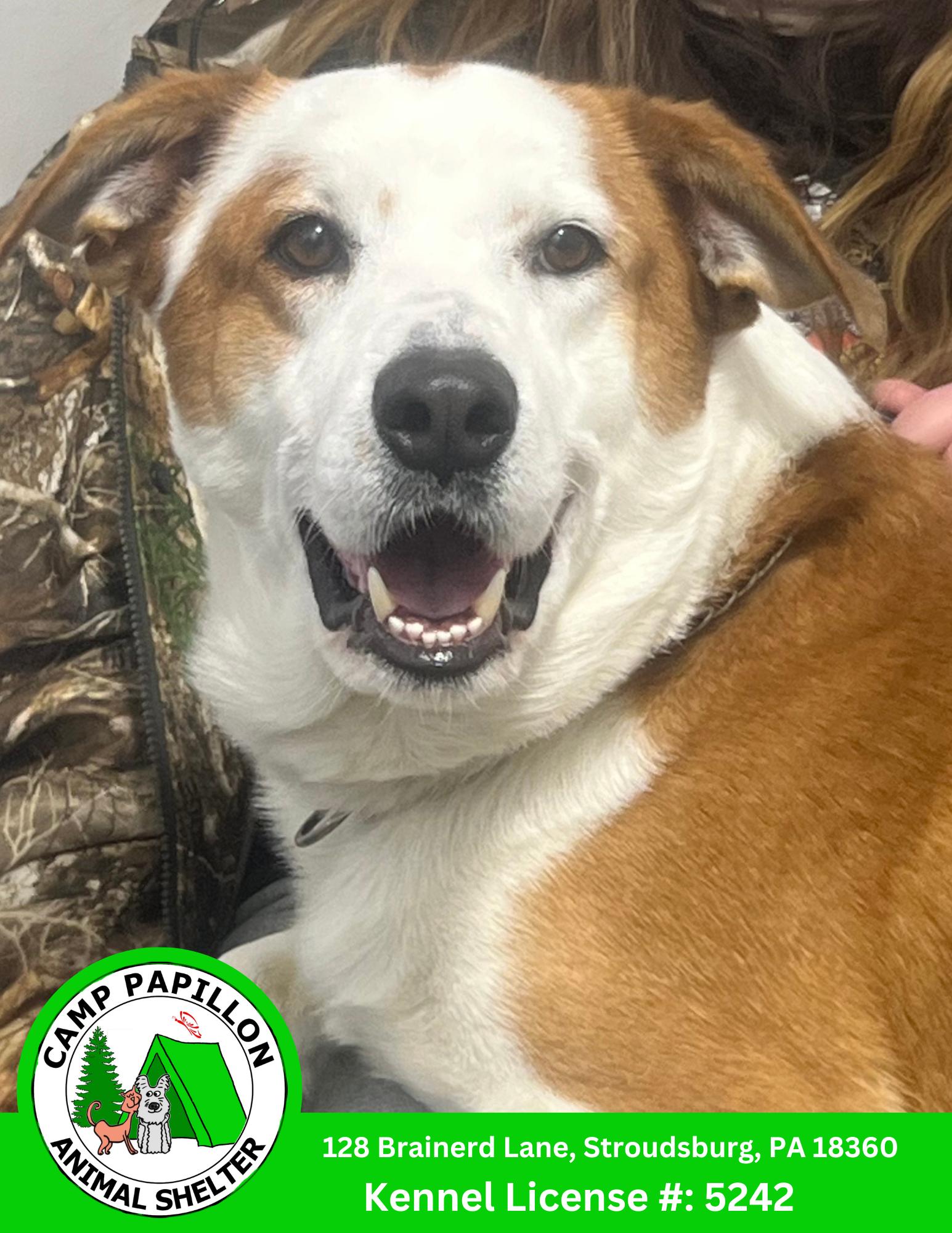 Enlarge Sawyer, a Adoptable Hound in Stroudsburg, PA image 1/1