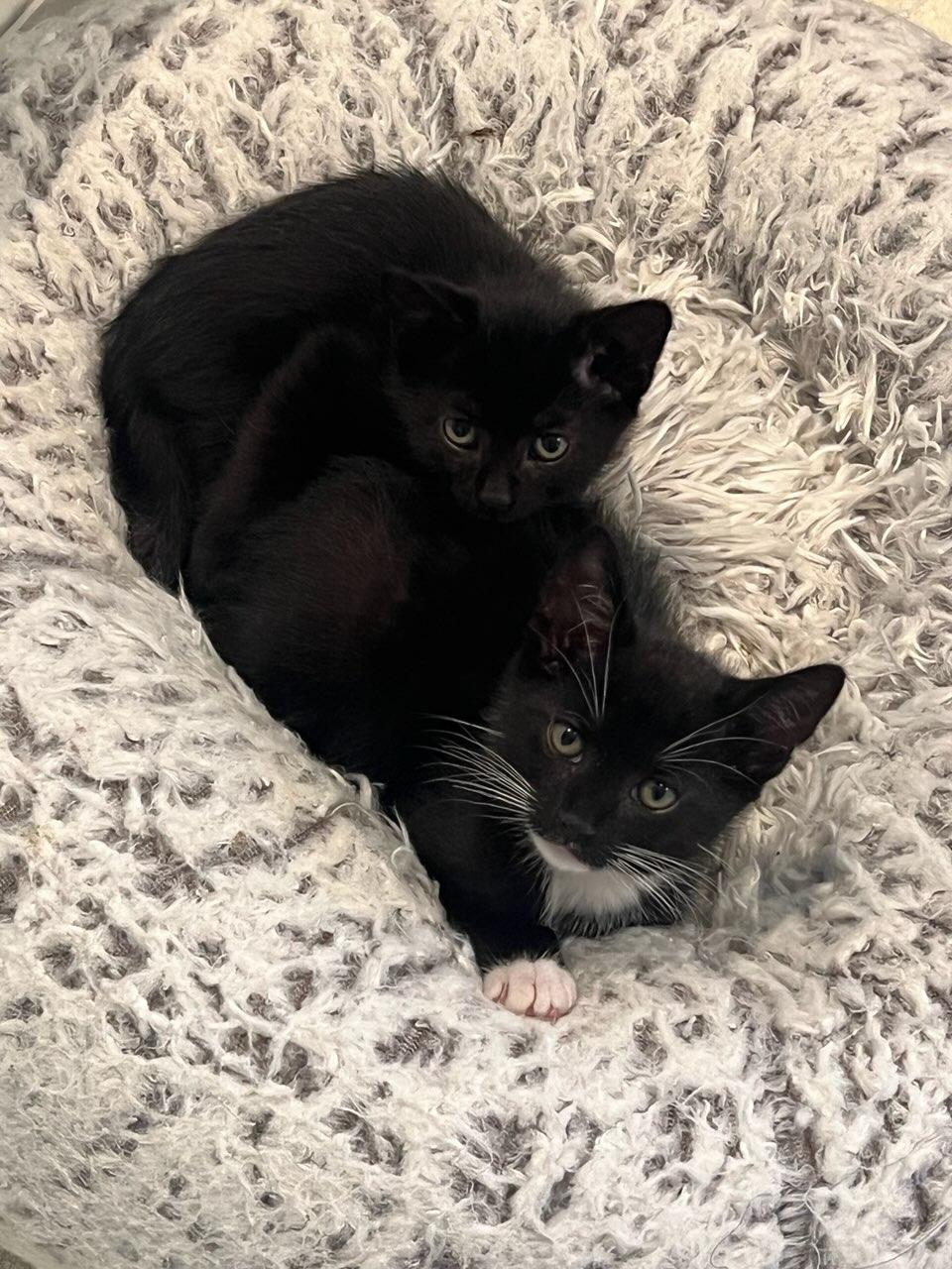 Joey & Yasmina, ADOPTABLE, Kitten Male Domestic Short Hair.