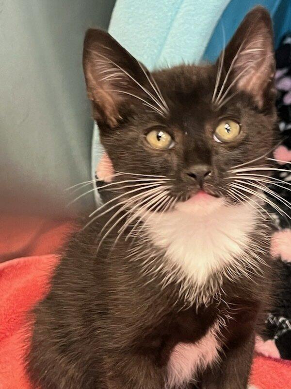 Joey & Yasmina, a ADOPTABLE Domestic Short Hair in Medfield, MA image 4/4