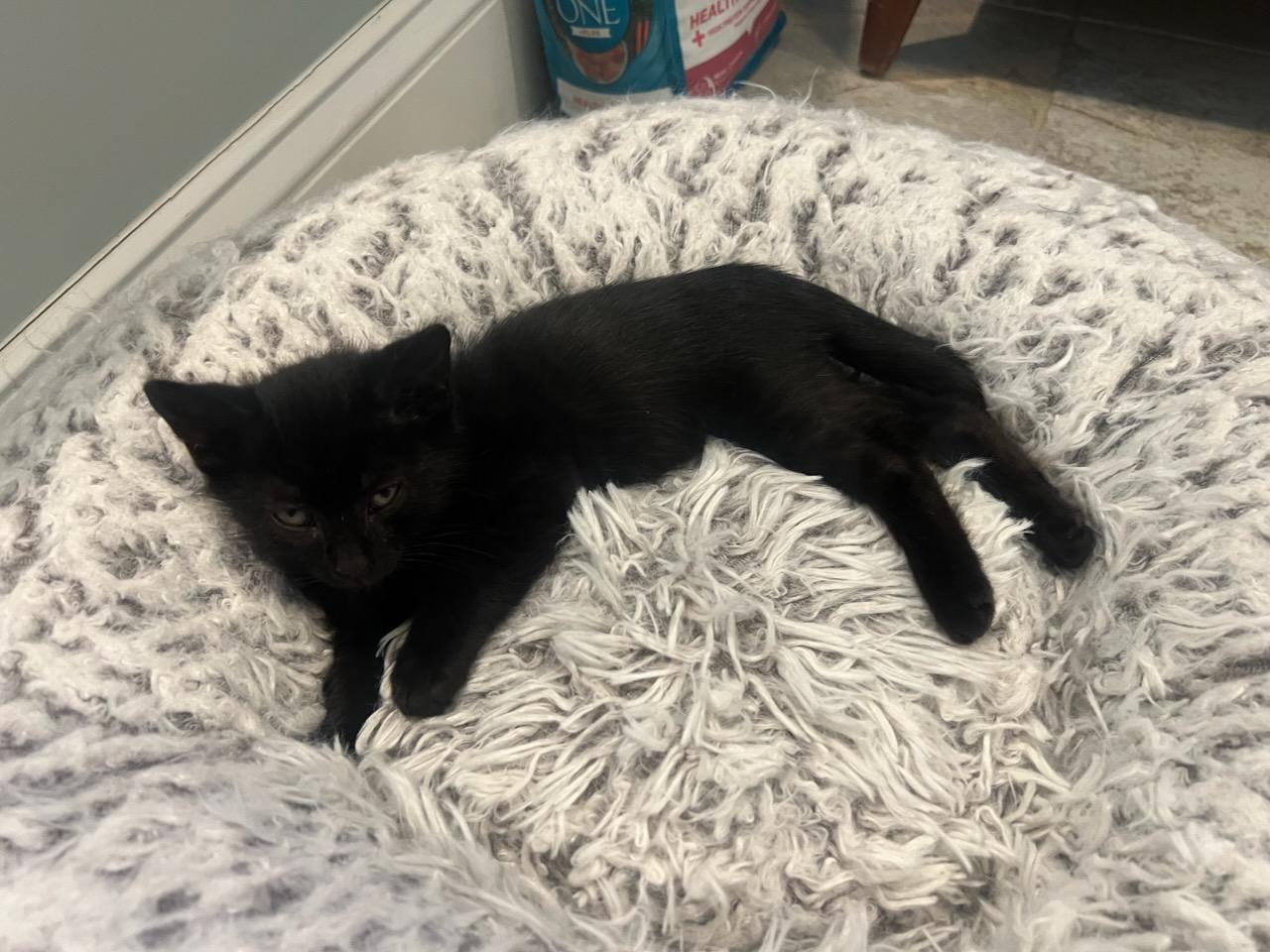 Joey & Yasmina, a ADOPTABLE Domestic Short Hair in Medfield, MA image 3/4